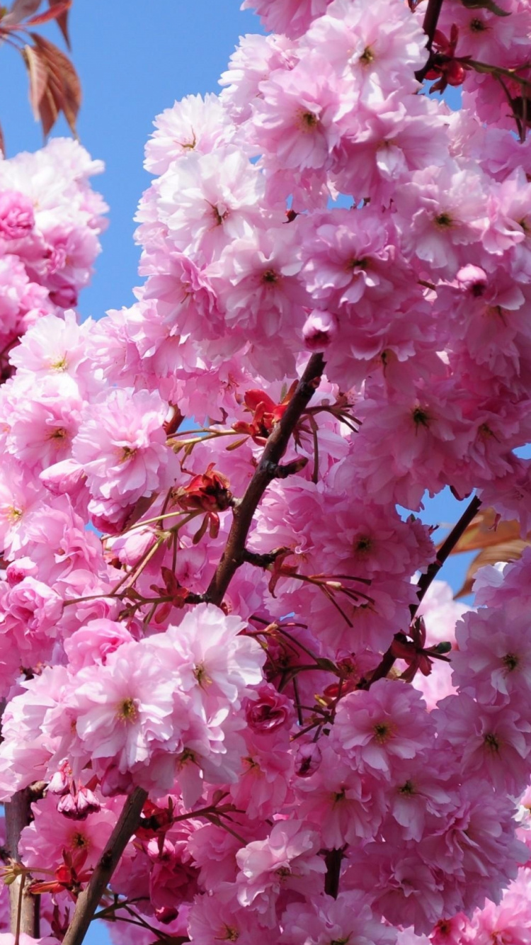 Pink Cherry Blossom in Bloom During Daytime. Wallpaper in 750x1334 Resolution