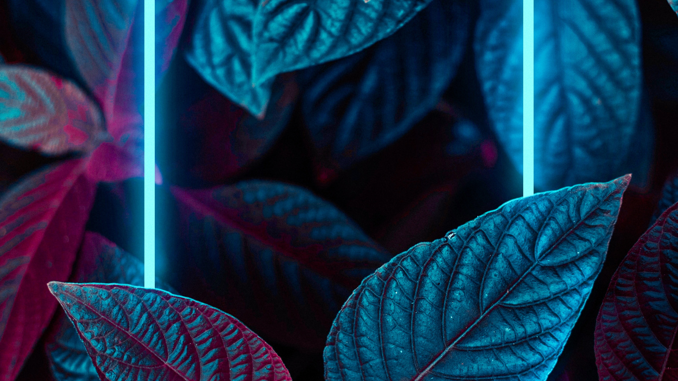 Ios, Licht, Blatt, Botanik, Purpur. Wallpaper in 1366x768 Resolution