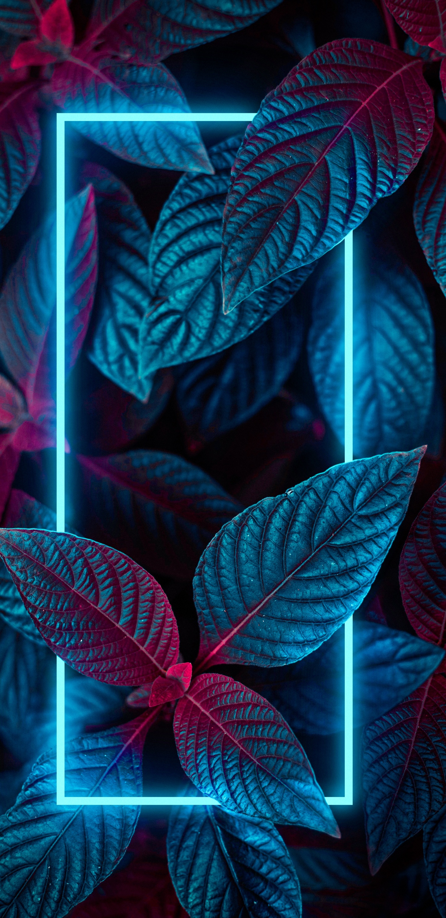 Ios, Licht, Blatt, Botanik, Purpur. Wallpaper in 1440x2960 Resolution