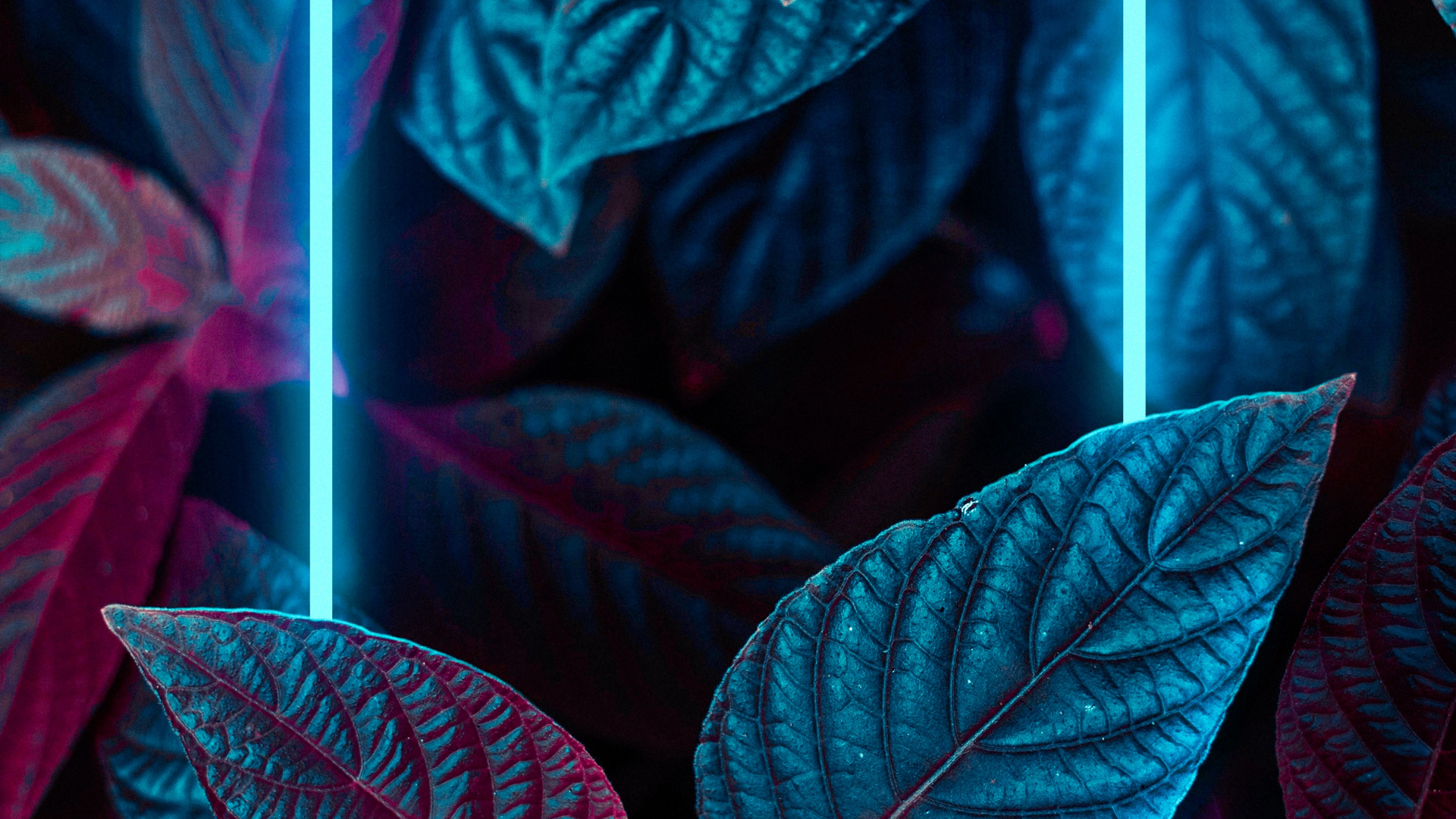 Ios, Licht, Blatt, Botanik, Purpur. Wallpaper in 1920x1080 Resolution