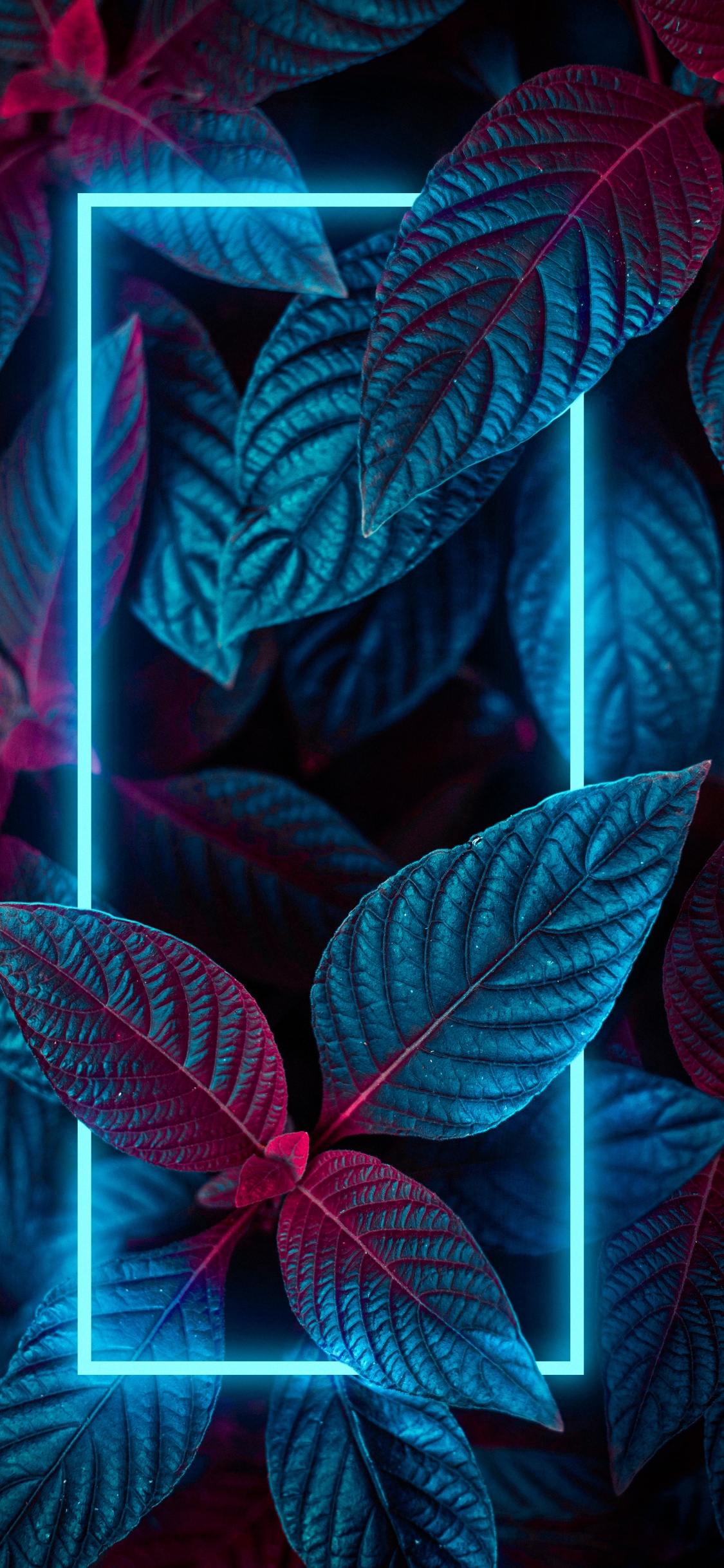 Ios, Luz, la Botánica, Morado, Azul. Wallpaper in 1125x2436 Resolution