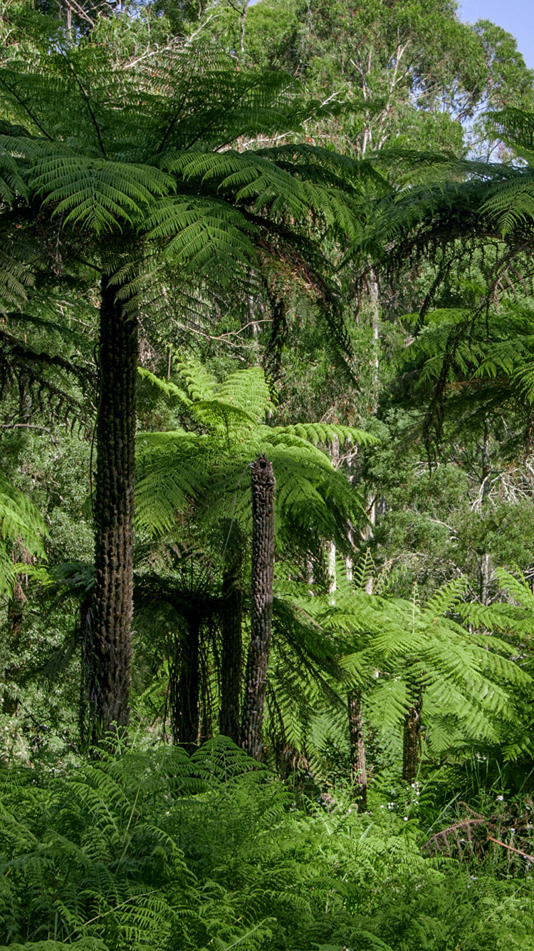 Árboles Verdes Bajo un Cielo Azul Durante el Día. Wallpaper in 750x1334 Resolution