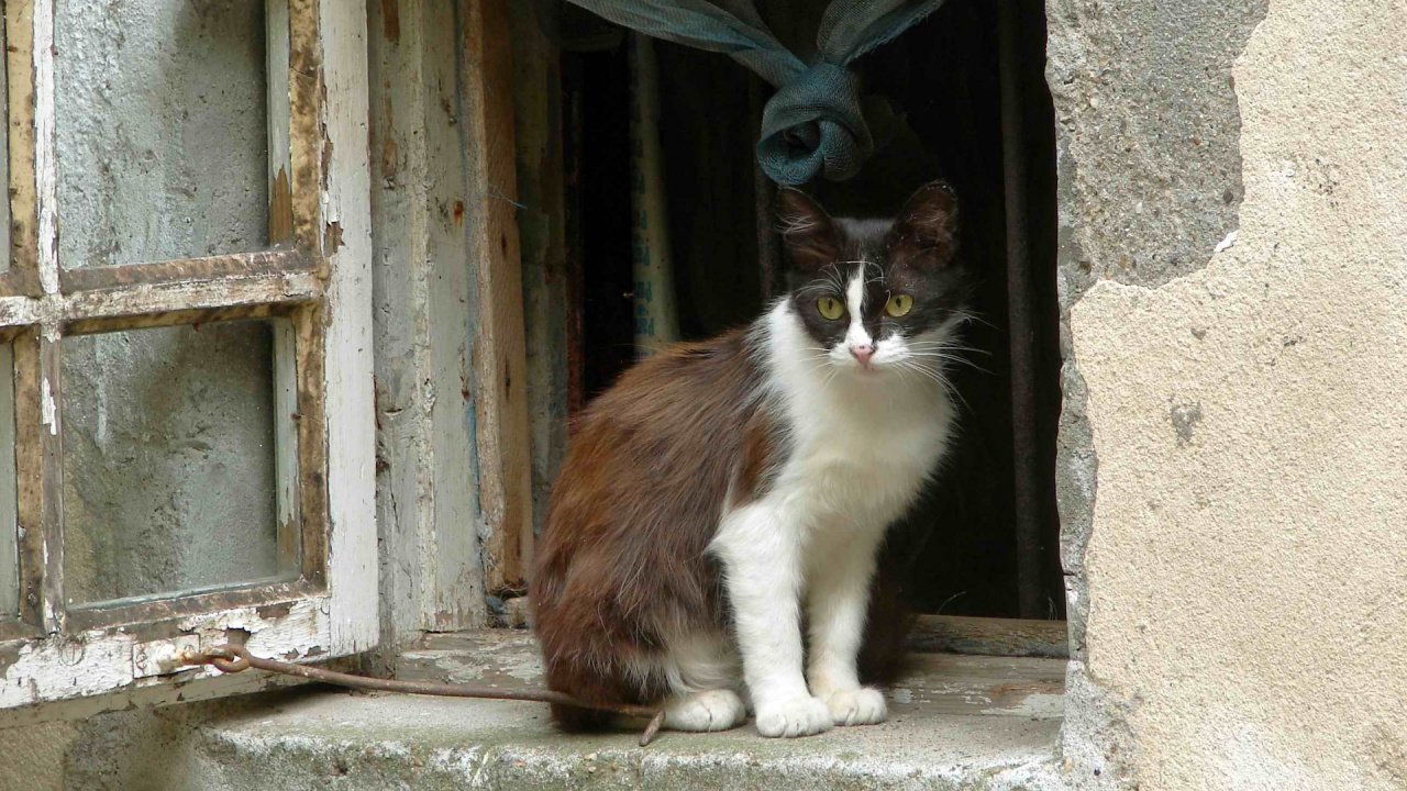 猫科, 中小型猫, 胡须, 窗口, 木 壁纸 1280x720 允许