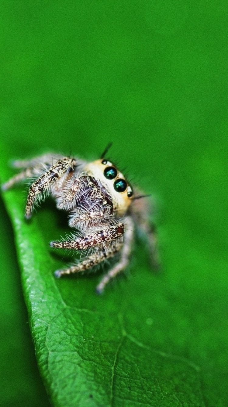 Brown and White Spider on Green Leaf. Wallpaper in 750x1334 Resolution