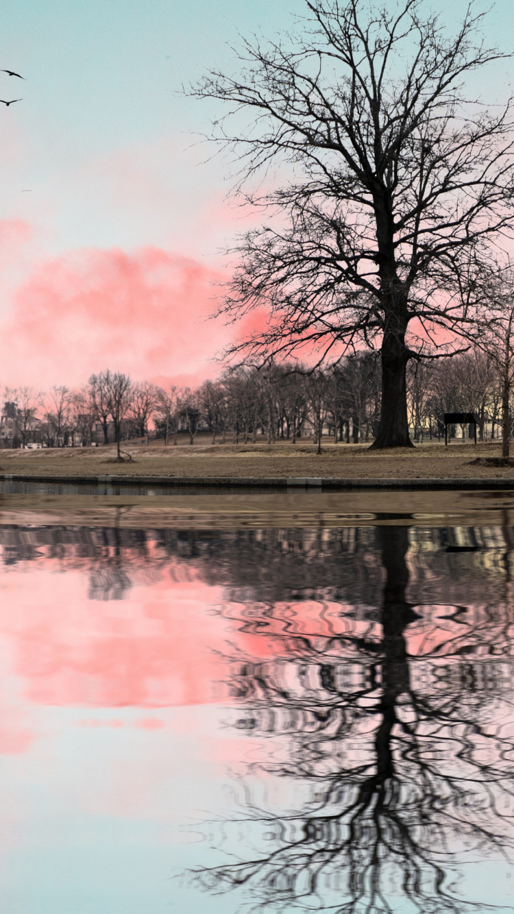 Agua, Ambiente, Ave, Afterglow, Paisaje Natural. Wallpaper in 750x1334 Resolution