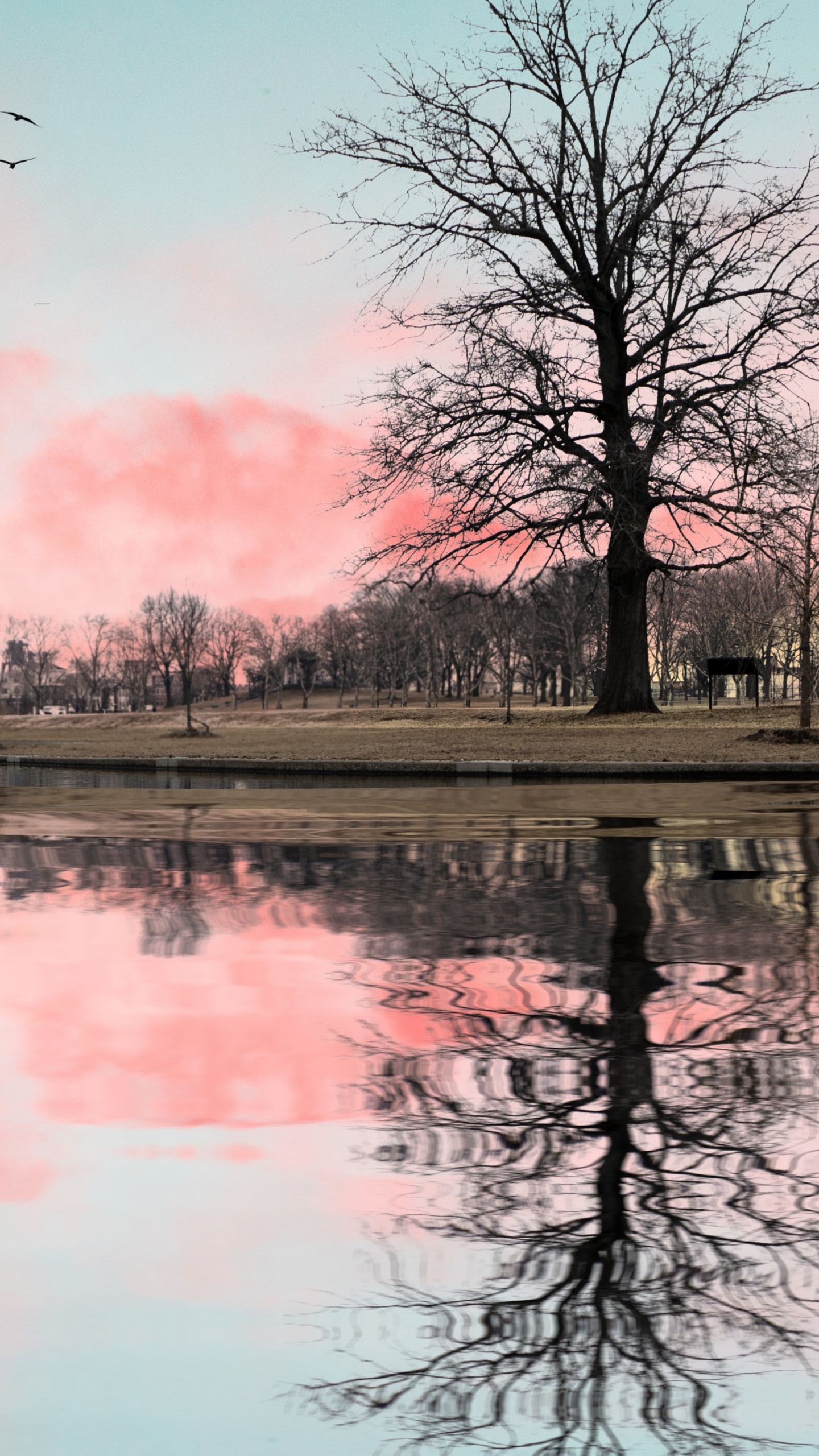 Wasser, Cloud, Atmosphäre, Tageszeit, Vogel. Wallpaper in 1440x2560 Resolution