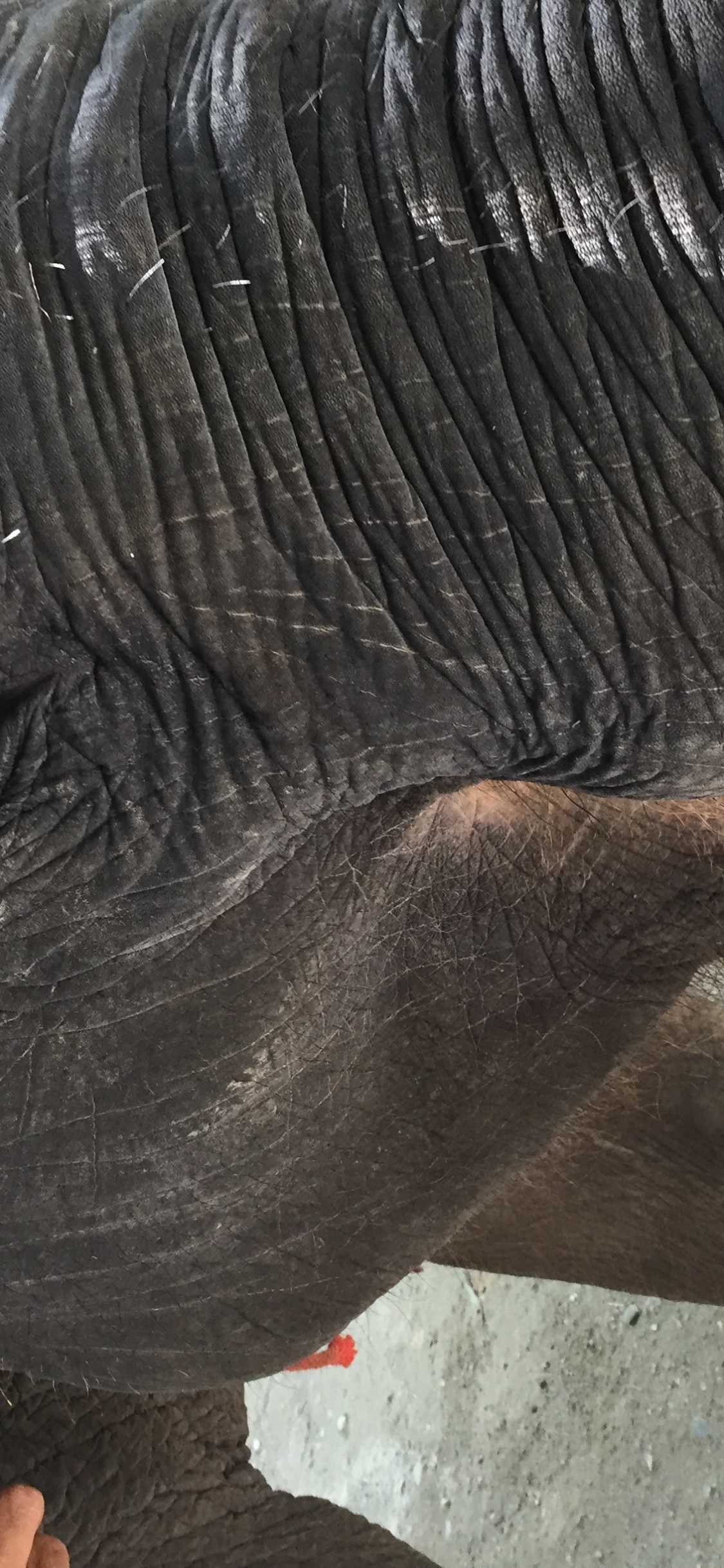 Elephant, Thailand, Elephants and Mammoths, Skin, Terrestrial Animal. Wallpaper in 1125x2436 Resolution