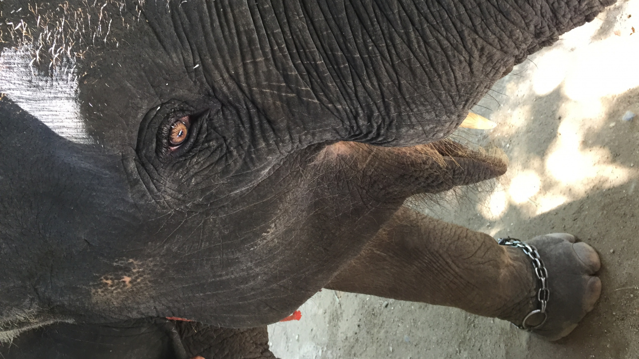 Elephant, Thailand, Elephants and Mammoths, Skin, Terrestrial Animal. Wallpaper in 1280x720 Resolution