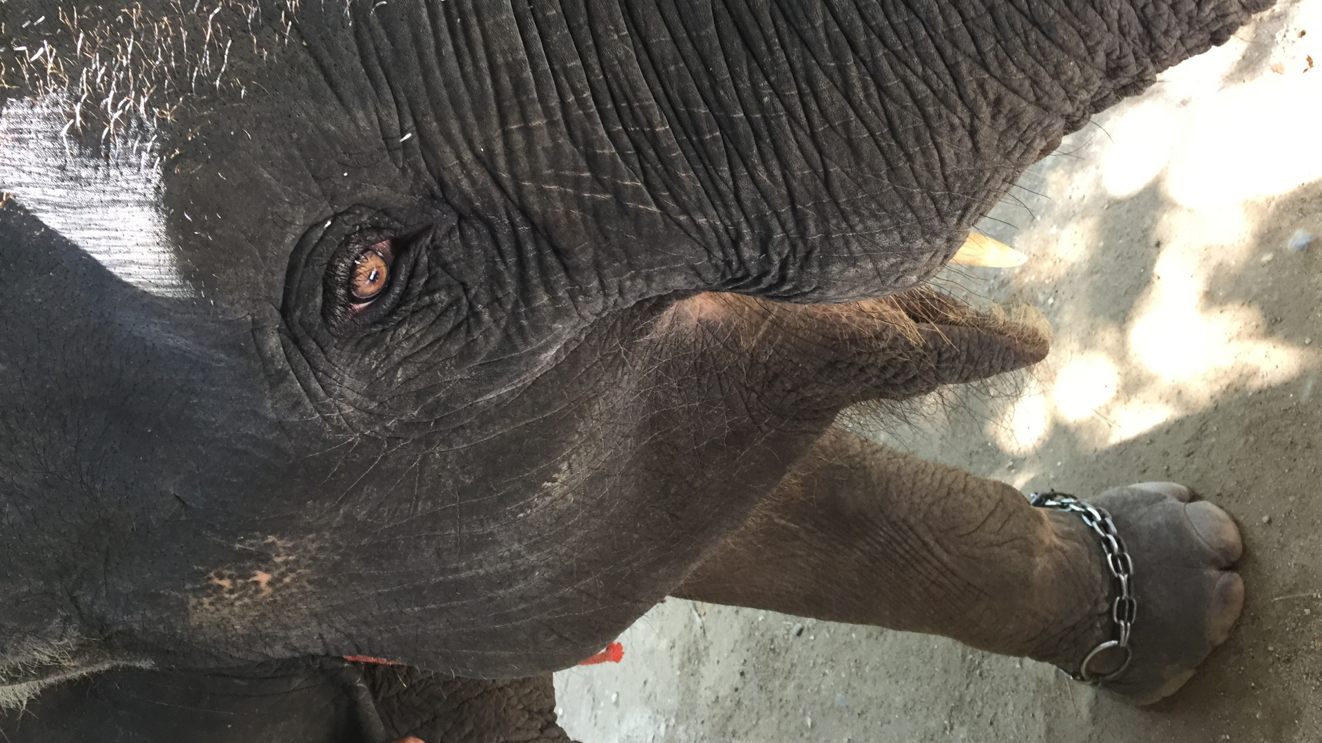 Elephant, Thailand, Elephants and Mammoths, Skin, Terrestrial Animal. Wallpaper in 1920x1080 Resolution