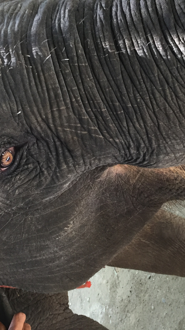 Tailandia, Los Elefantes y Mamuts, Piel, Los Animales Terrestres, Pulsera. Wallpaper in 750x1334 Resolution