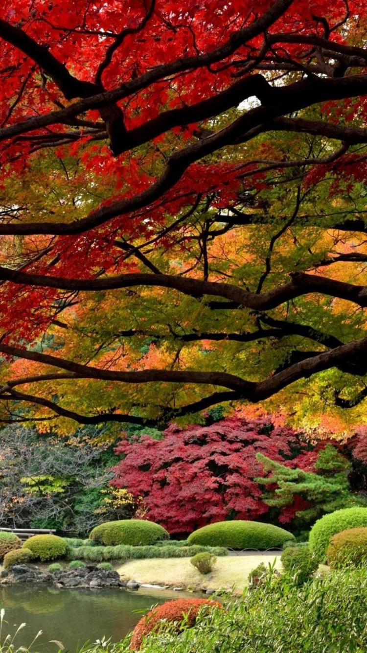 Red and Brown Trees Beside River During Daytime. Wallpaper in 750x1334 Resolution