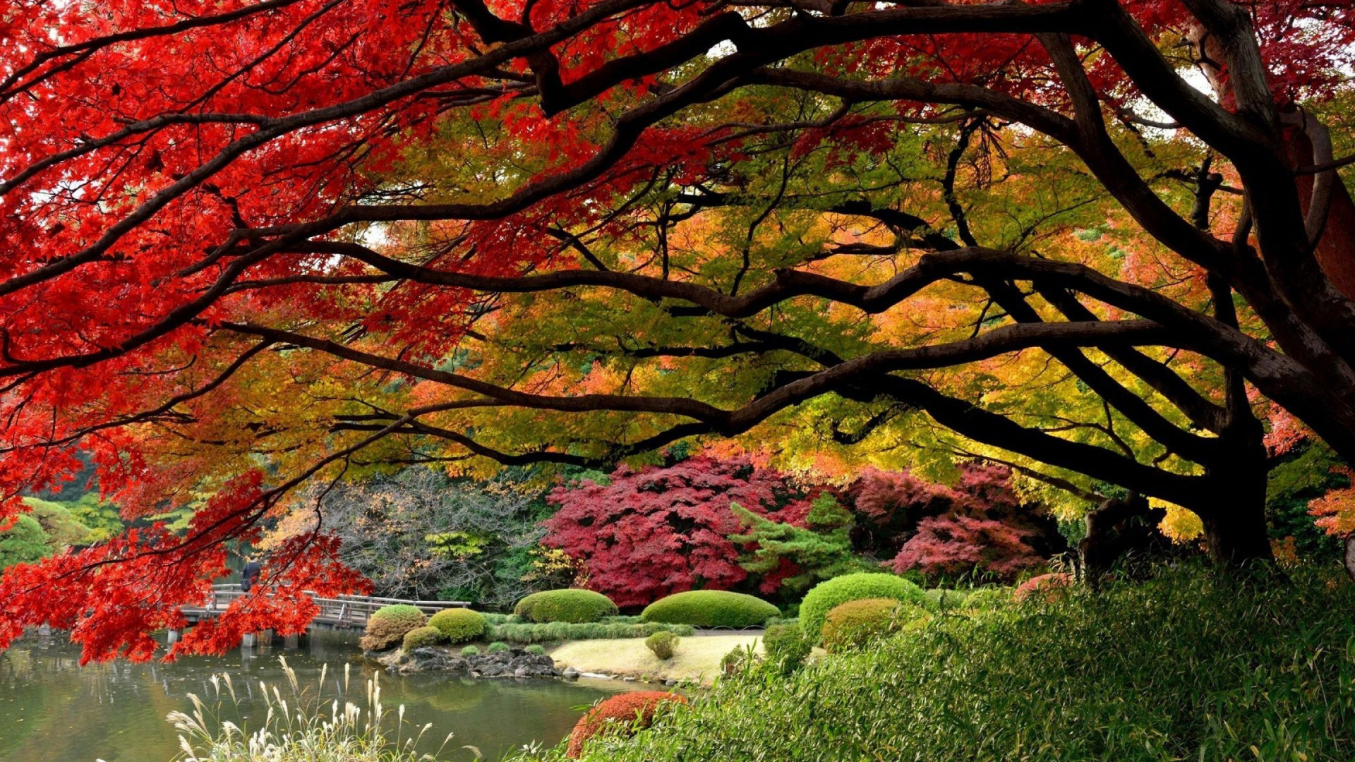 日本, 日本花园, 花园, 性质, 木本植物 壁纸 1920x1080 允许