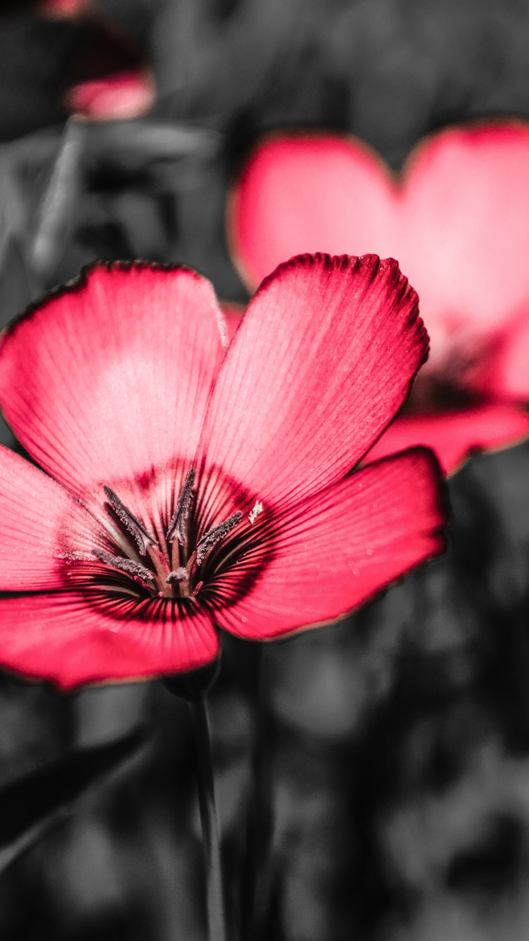 Fleur Pourpre Dans L'objectif à Basculement. Wallpaper in 1080x1920 Resolution