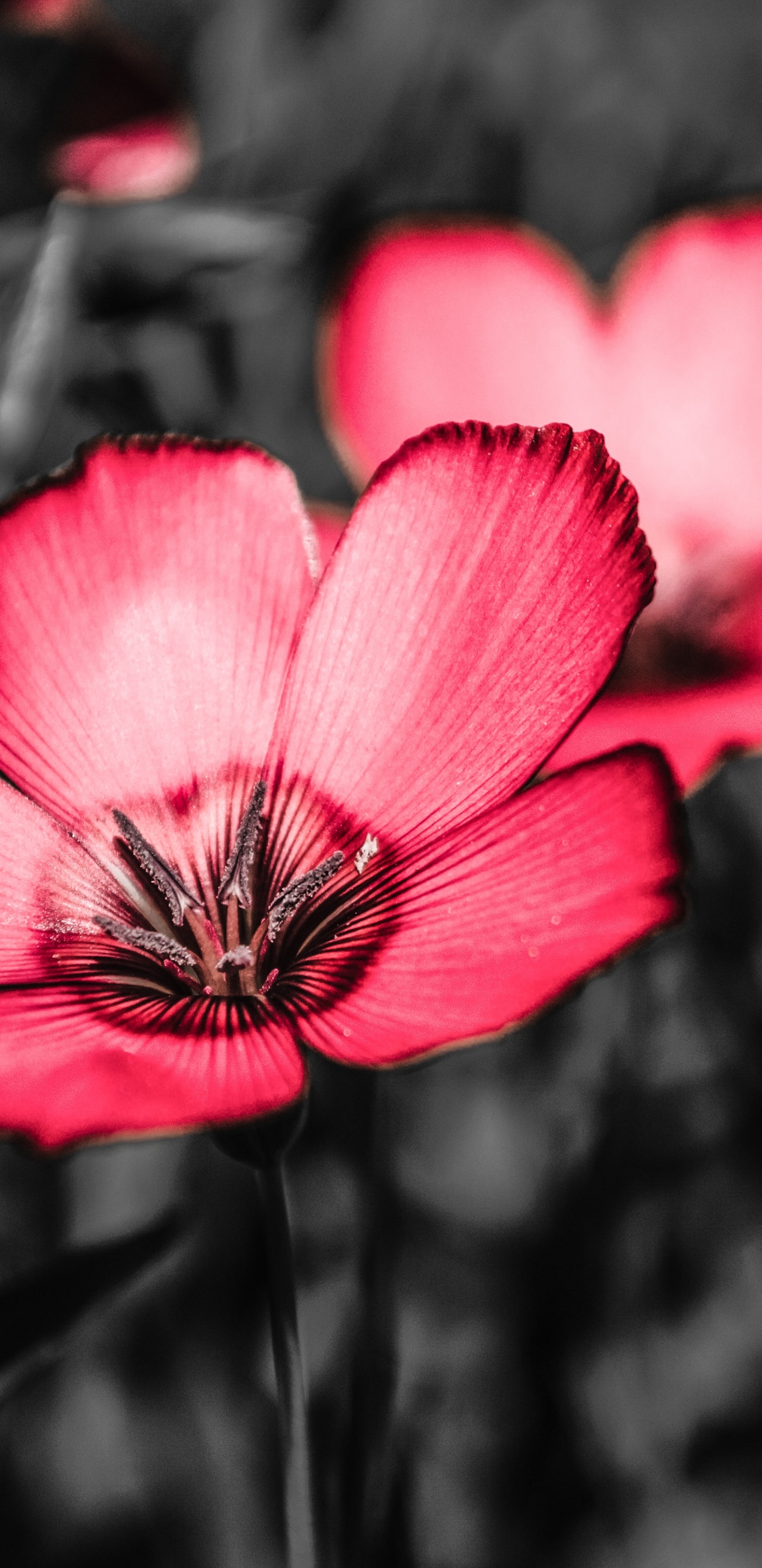 Fleur Pourpre Dans L'objectif à Basculement. Wallpaper in 1440x2960 Resolution