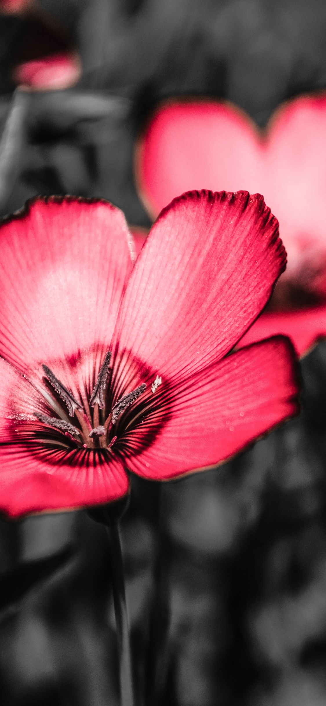 Purple Flower in Tilt Shift Lens. Wallpaper in 1125x2436 Resolution