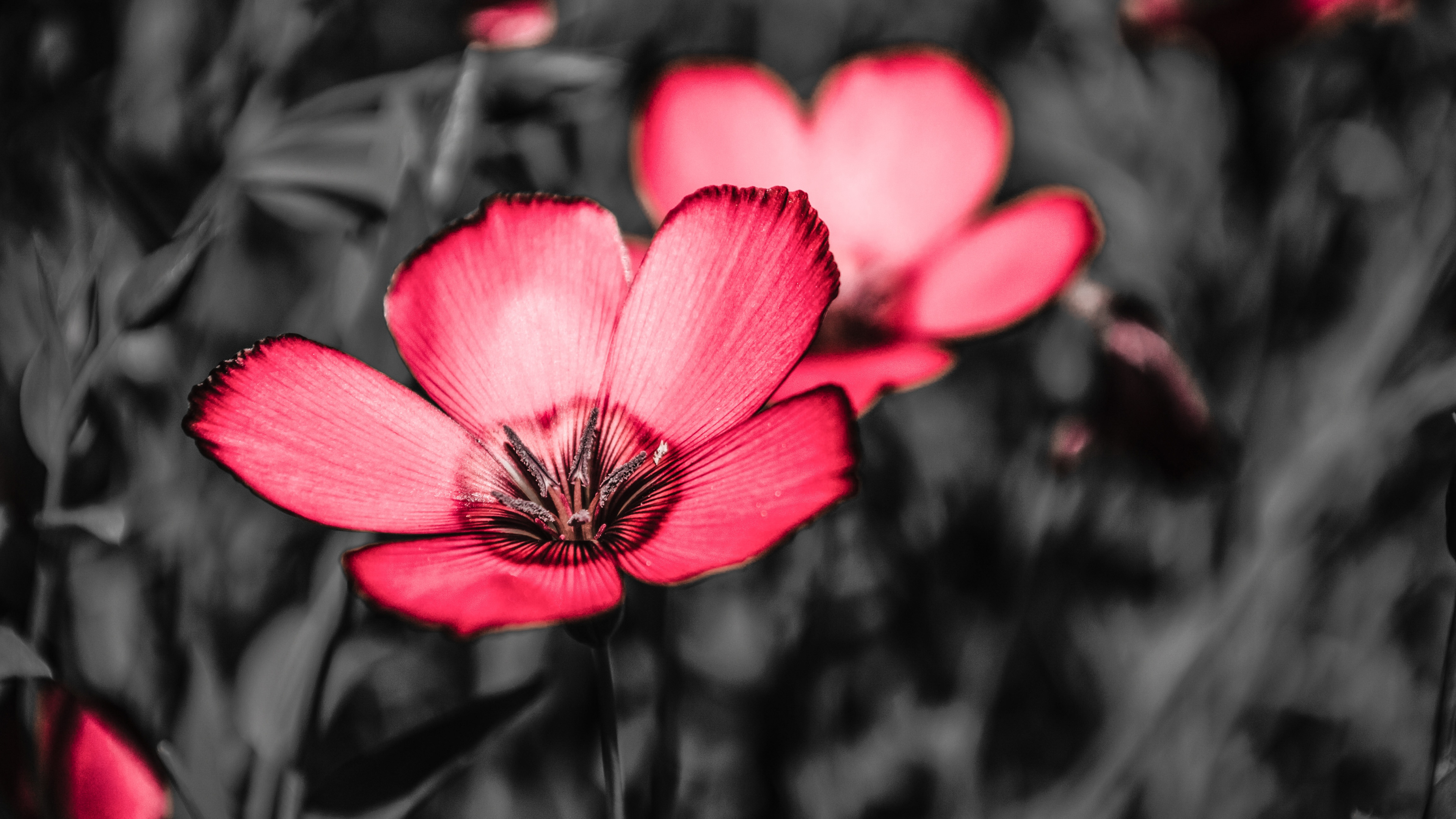 Purple Flower in Tilt Shift Lens. Wallpaper in 3840x2160 Resolution