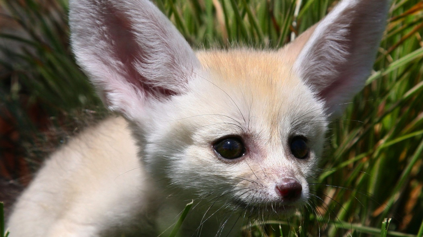 Chaton à Fourrure Courte Blanc et Brun Sur L'herbe Verte Pendant la Journée. Wallpaper in 1366x768 Resolution