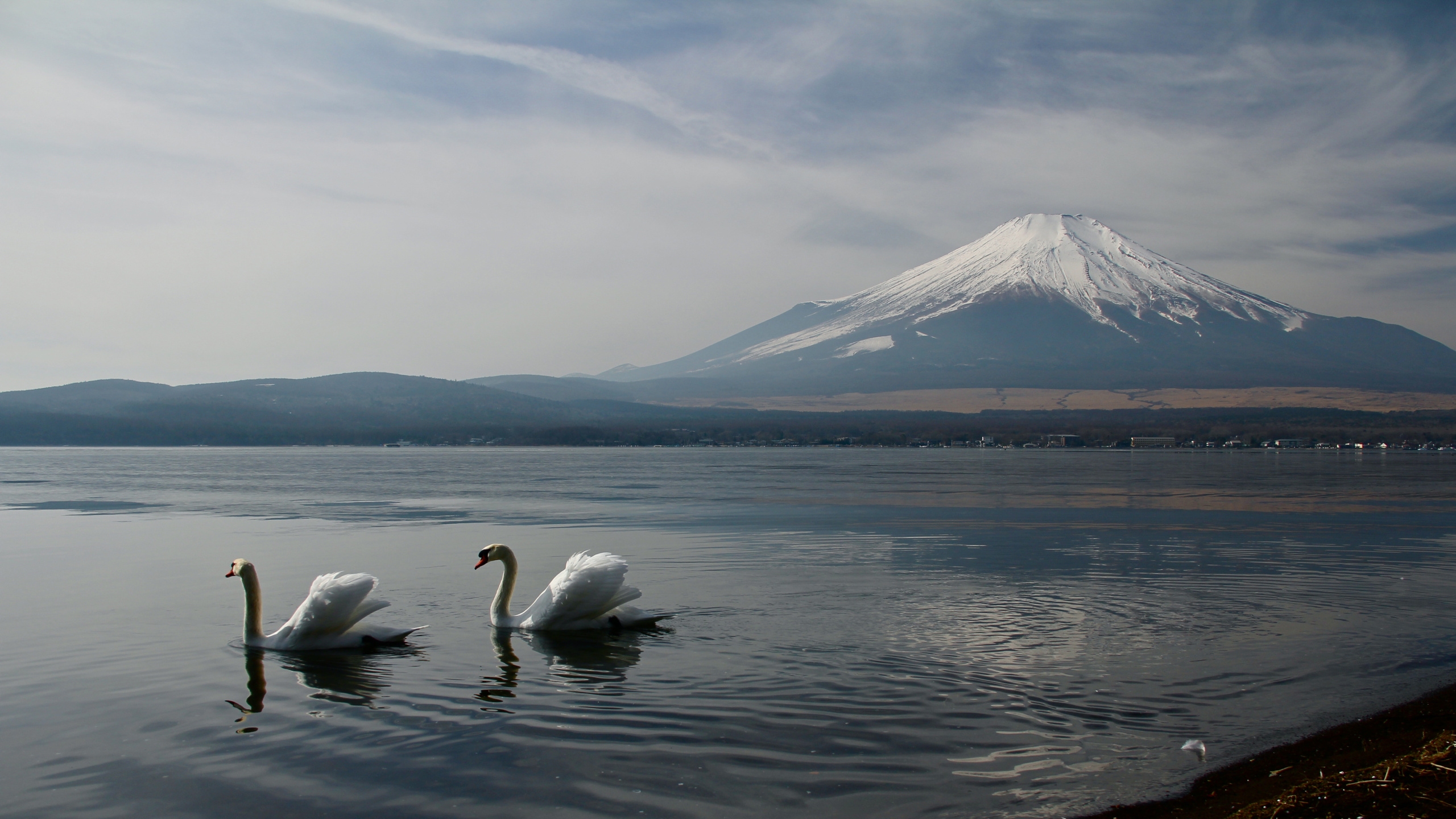 el Monte Fuji, Agua, Ave, Montaña, Lago. Wallpaper in 2560x1440 Resolution