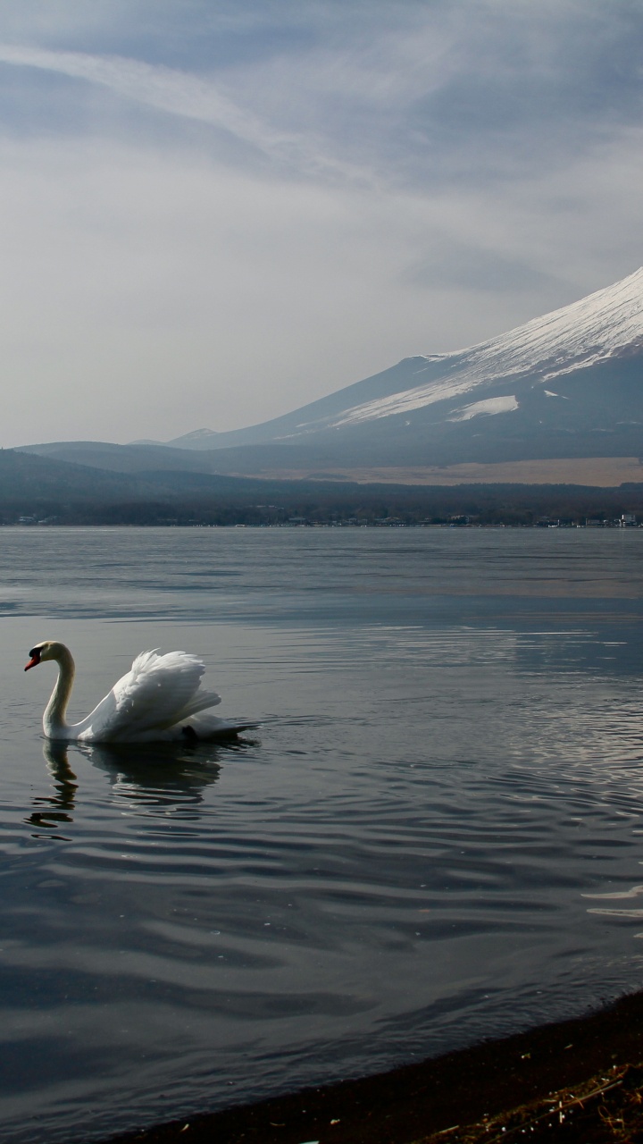 el Monte Fuji, Agua, Ave, Montaña, Lago. Wallpaper in 720x1280 Resolution