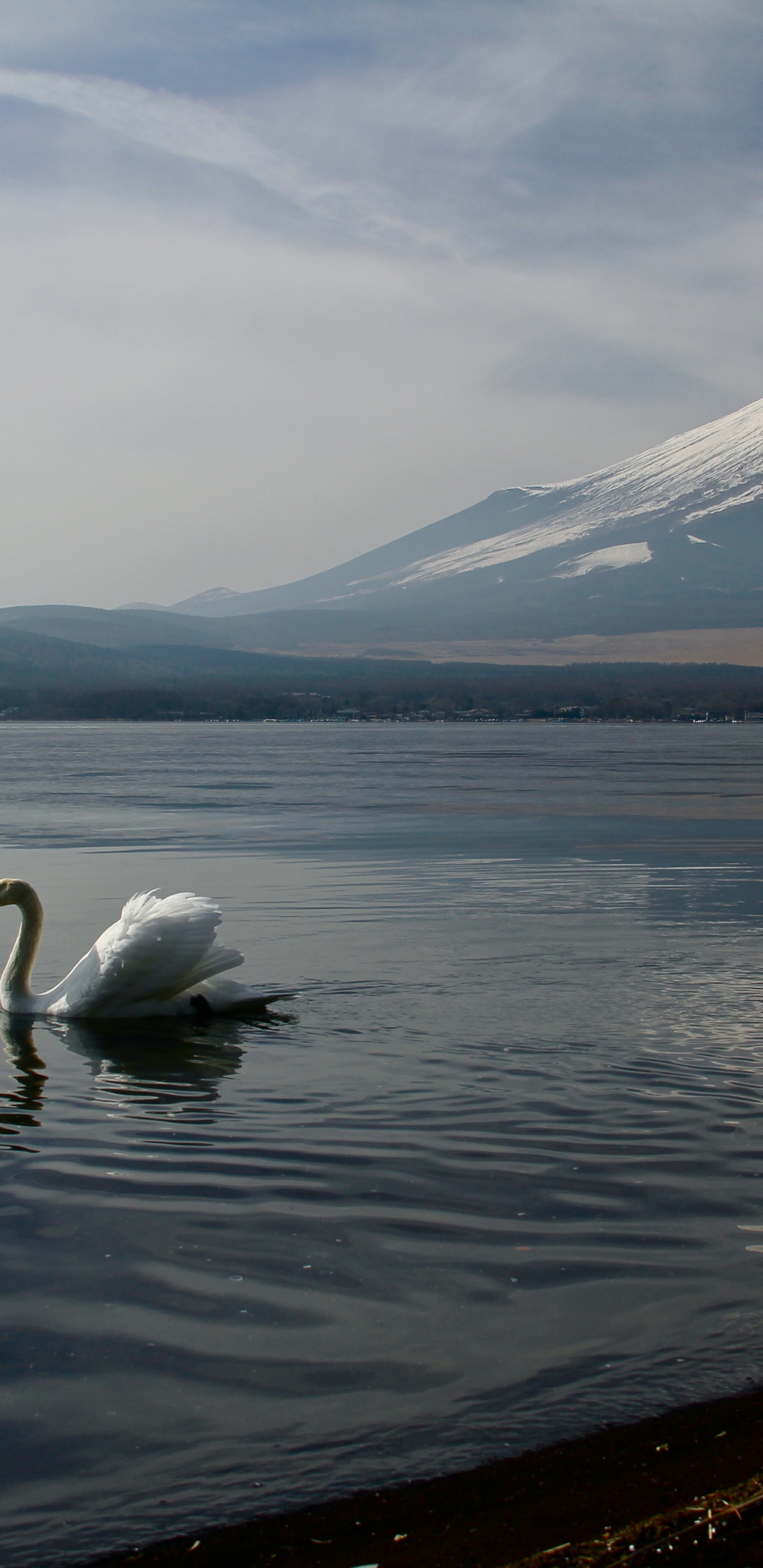 le Mont Fuji, Eau, Oiseau, Lac, Highland. Wallpaper in 1440x2960 Resolution