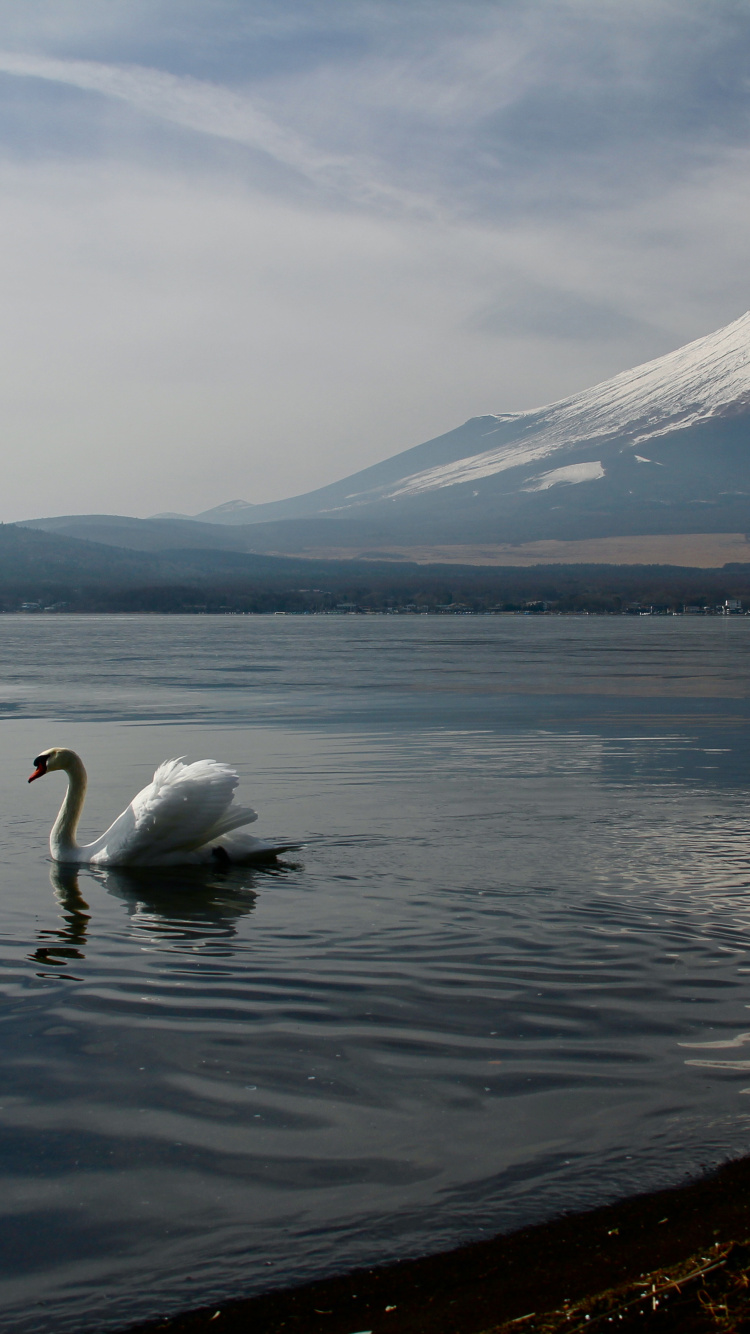 le Mont Fuji, Eau, Oiseau, Lac, Highland. Wallpaper in 750x1334 Resolution