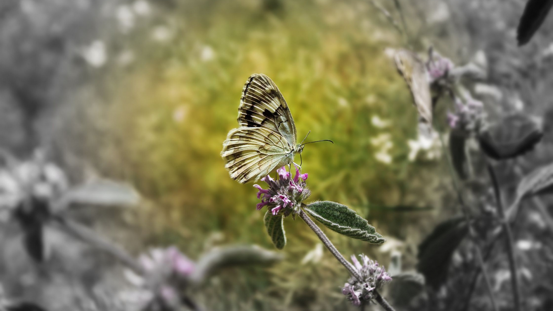 Tiger Schwalbenschwanzschmetterling Thront Auf Lila Blume in Nahaufnahme Während Des Tages. Wallpaper in 1920x1080 Resolution