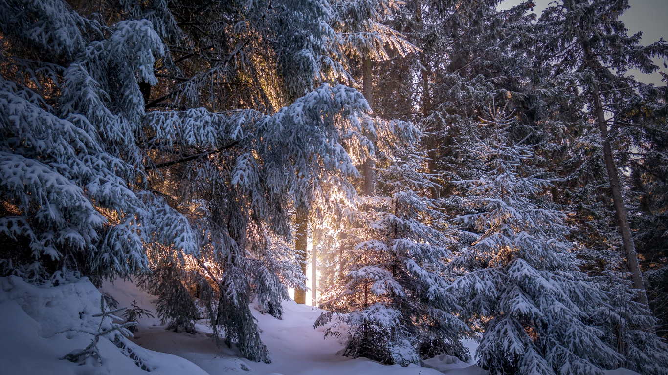 Wald, Winter, Schnee, Baum, Natur. Wallpaper in 1366x768 Resolution