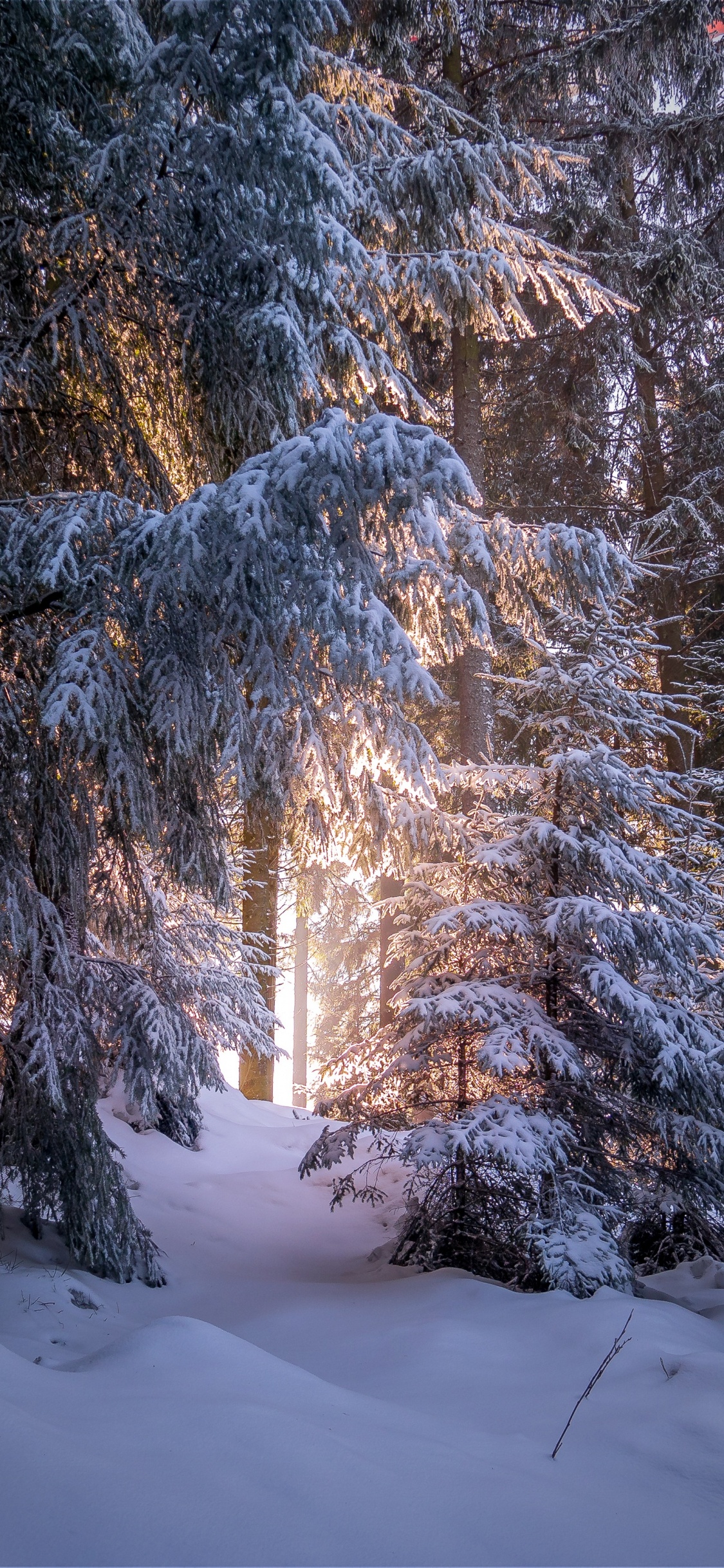 Forest, Winter, Snow, Tree, Nature. Wallpaper in 1125x2436 Resolution