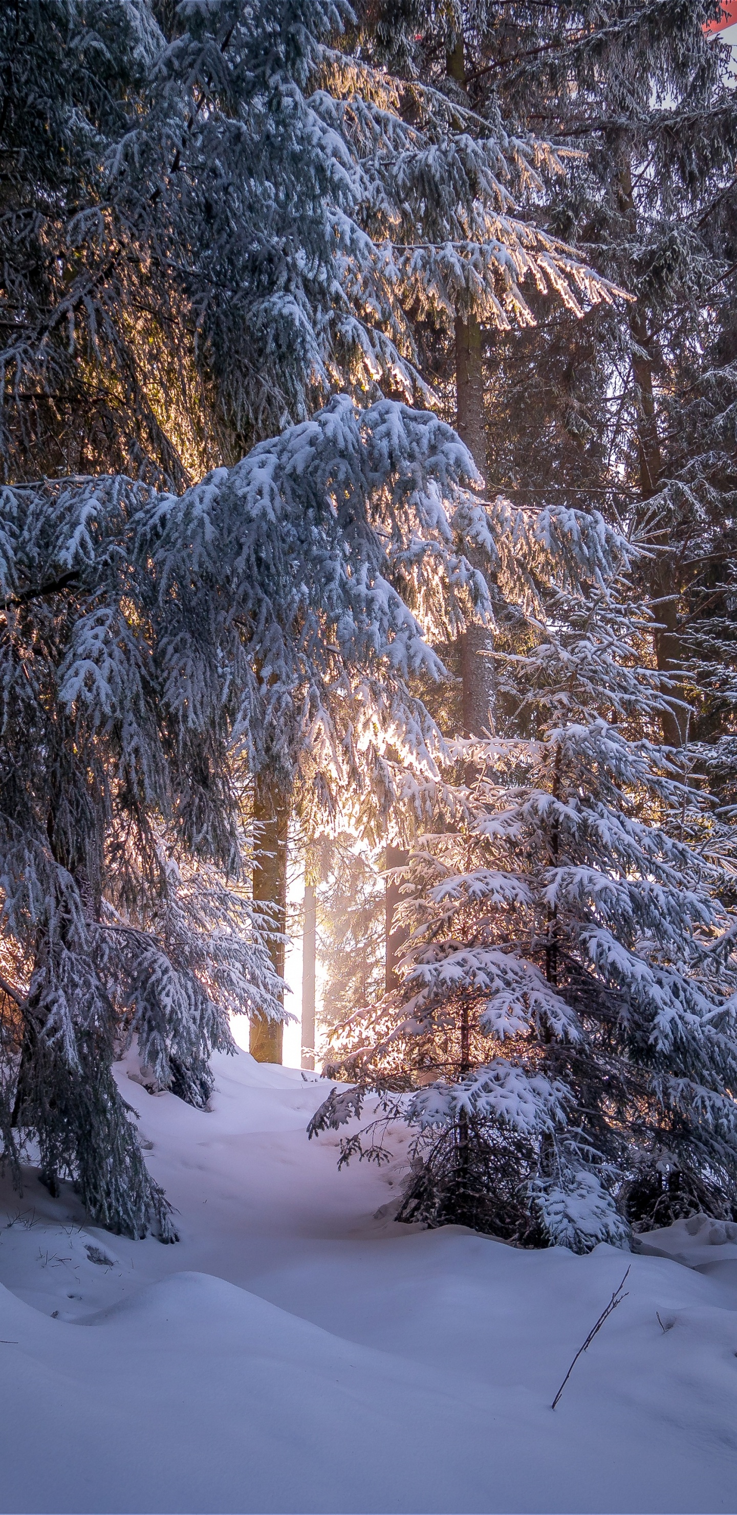 Forest, Winter, Snow, Tree, Nature. Wallpaper in 1440x2960 Resolution