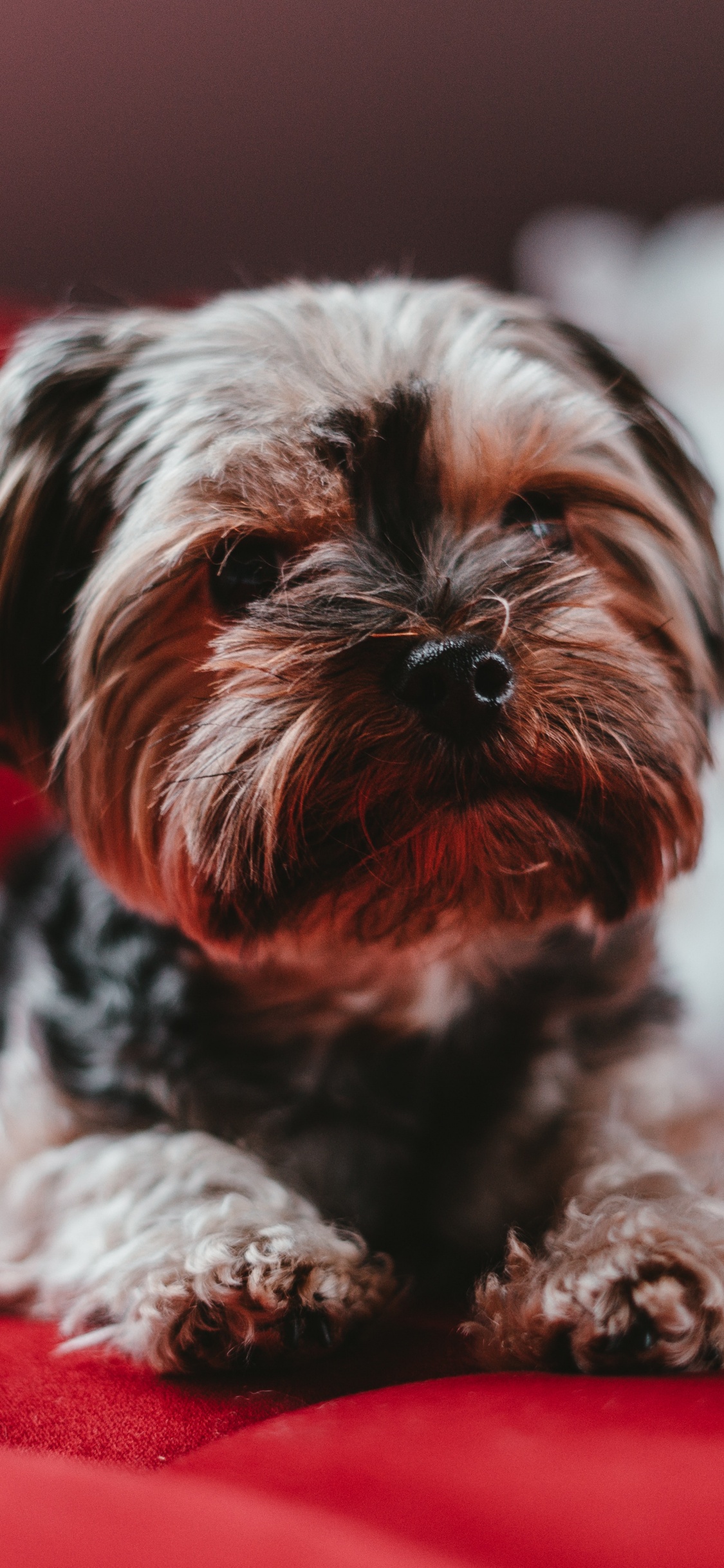 Petit Chien à Poil Long Marron et Noir Sur Textile Rouge. Wallpaper in 1125x2436 Resolution