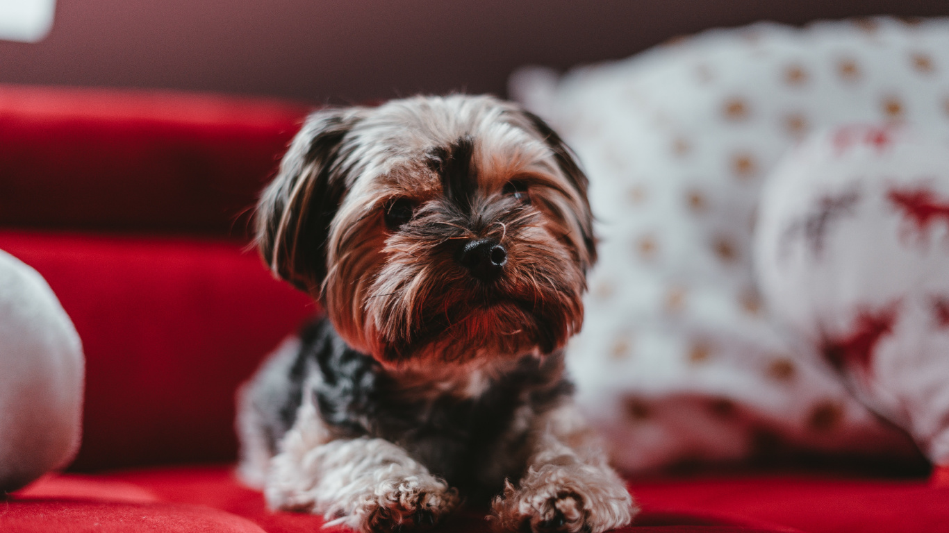 Petit Chien à Poil Long Marron et Noir Sur Textile Rouge. Wallpaper in 1366x768 Resolution