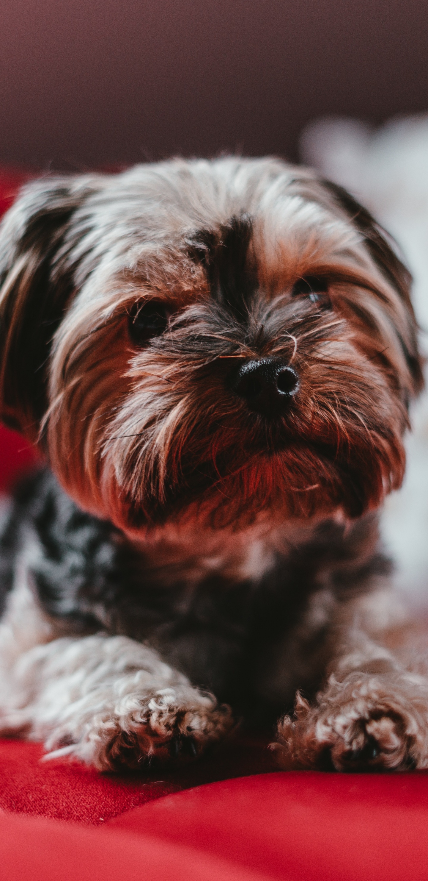 Petit Chien à Poil Long Marron et Noir Sur Textile Rouge. Wallpaper in 1440x2960 Resolution