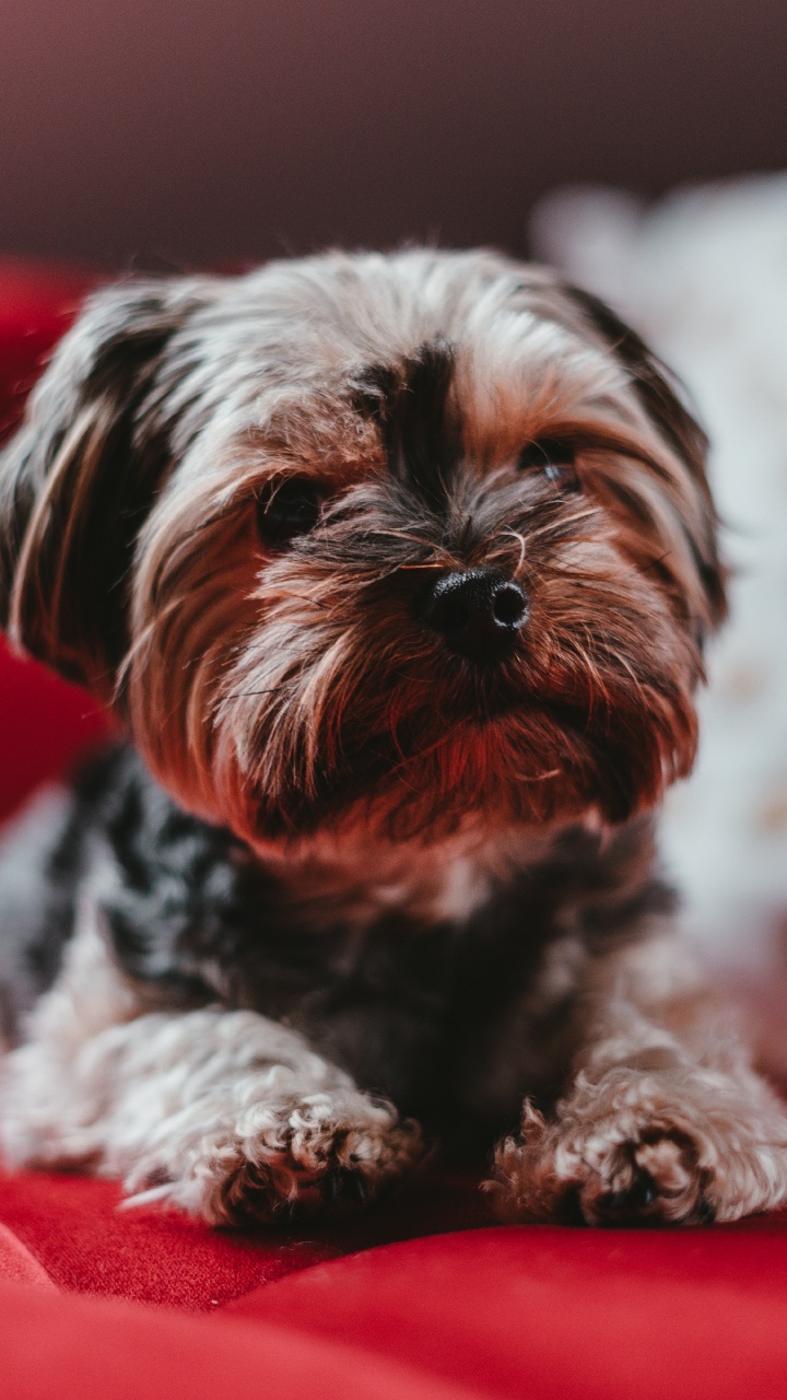Petit Chien à Poil Long Marron et Noir Sur Textile Rouge. Wallpaper in 720x1280 Resolution