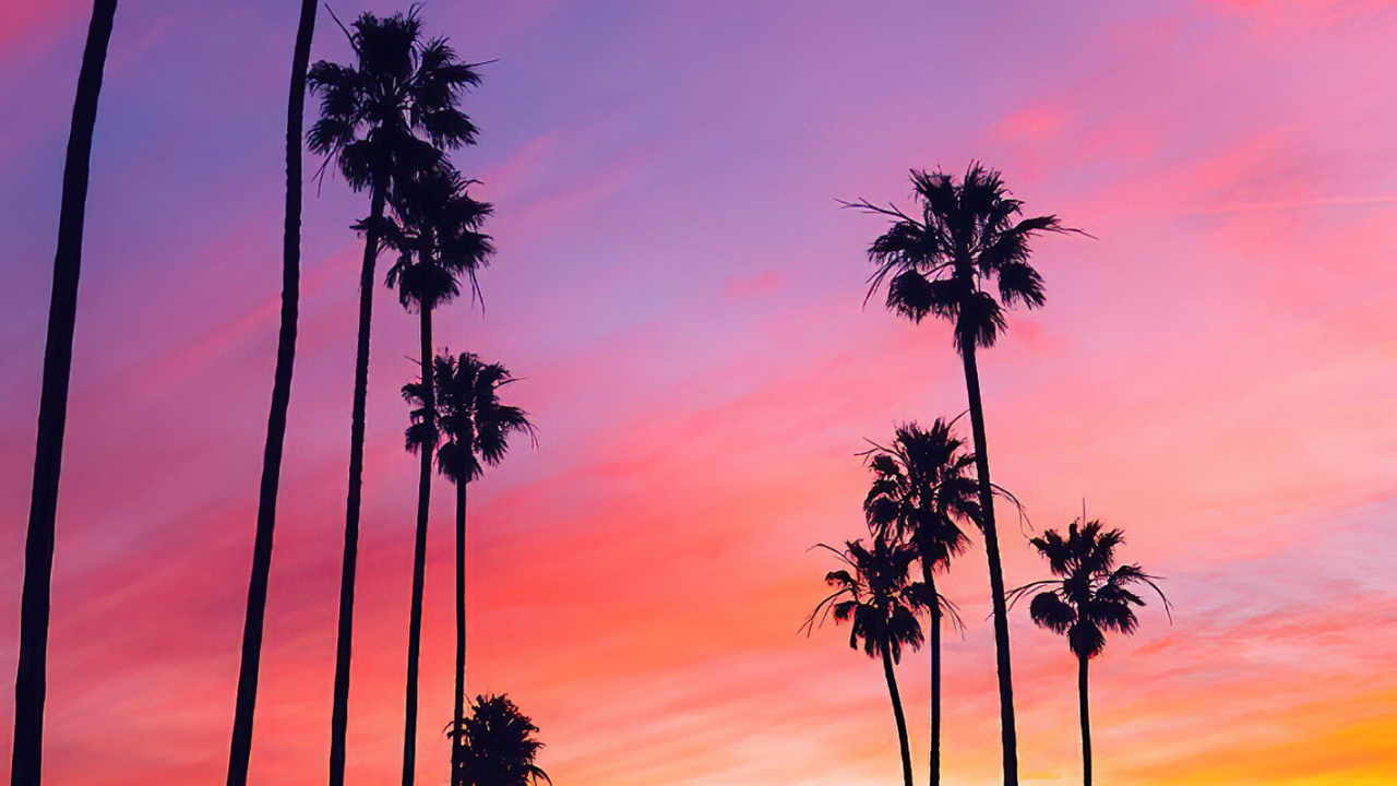 Palmera, Ambiente, Afterglow, Naranja, Atardecer. Wallpaper in 1280x720 Resolution