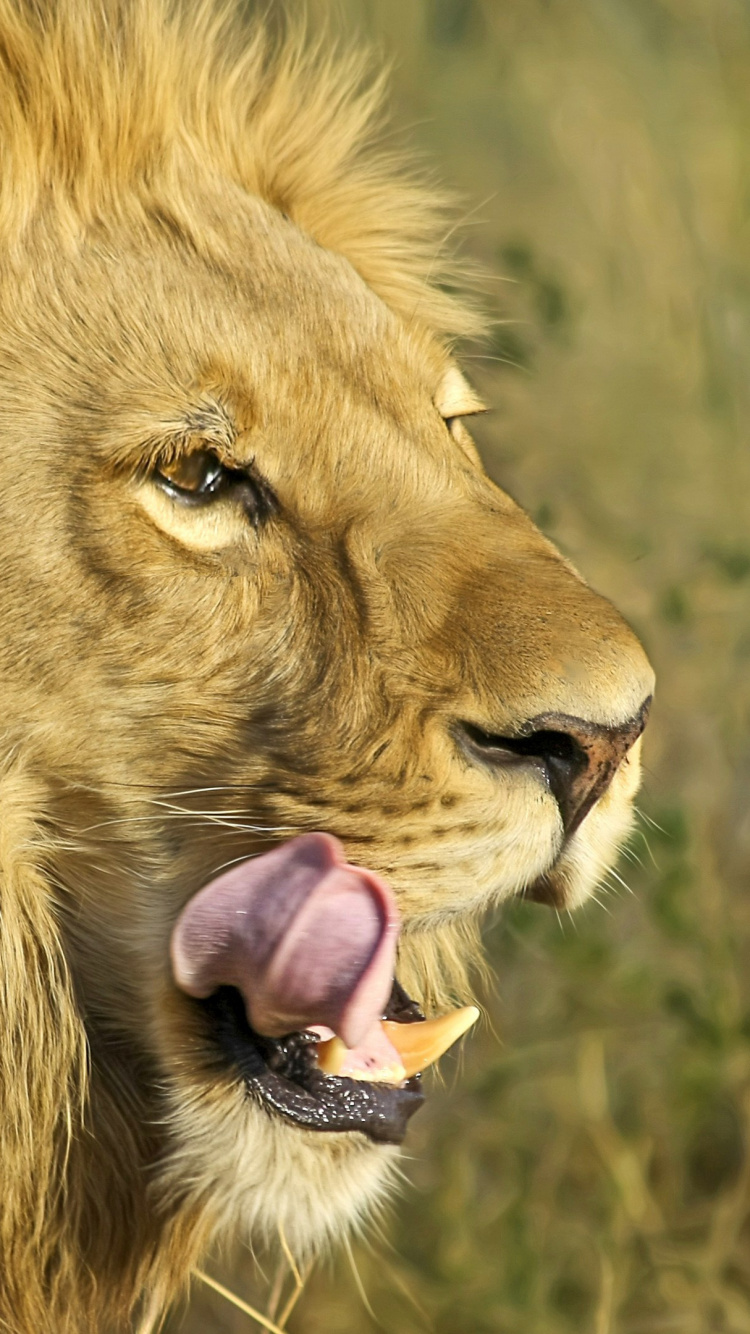 Lion Brun Sur L'herbe Verte Pendant la Journée. Wallpaper in 750x1334 Resolution