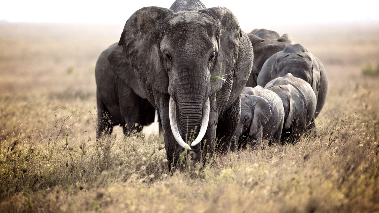 Groupe D'éléphants Sur le Terrain D'herbe Verte Pendant la Journée. Wallpaper in 1280x720 Resolution