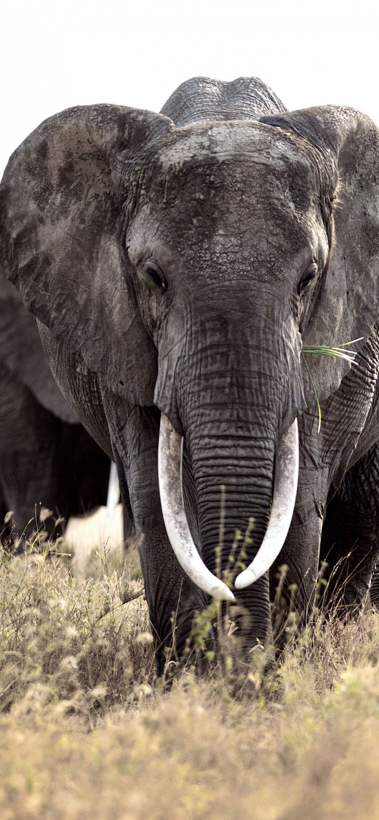 Group of Elephants on Green Grass Field During Daytime. Wallpaper in 1242x2688 Resolution