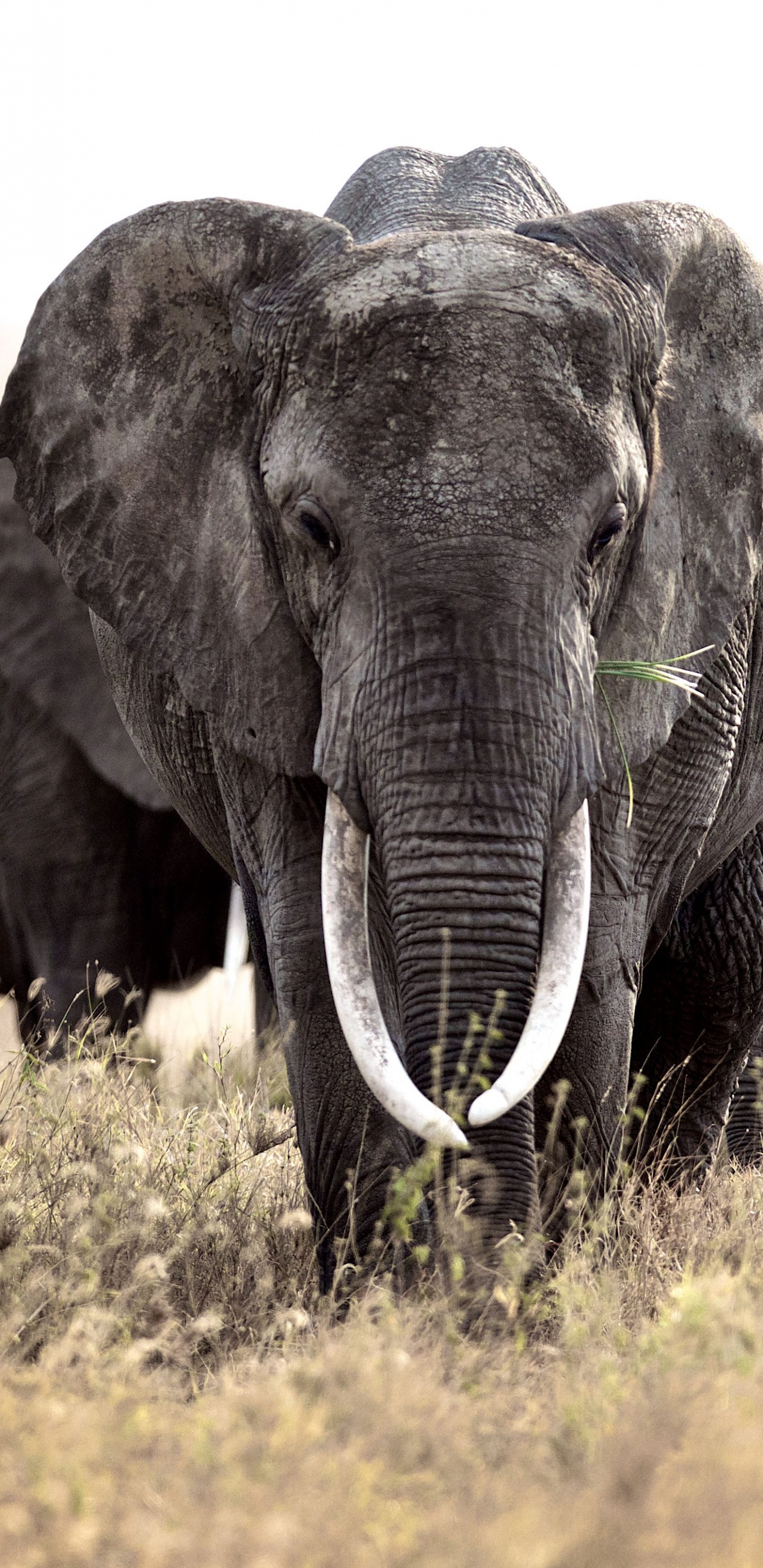 Group of Elephants on Green Grass Field During Daytime. Wallpaper in 1440x2960 Resolution