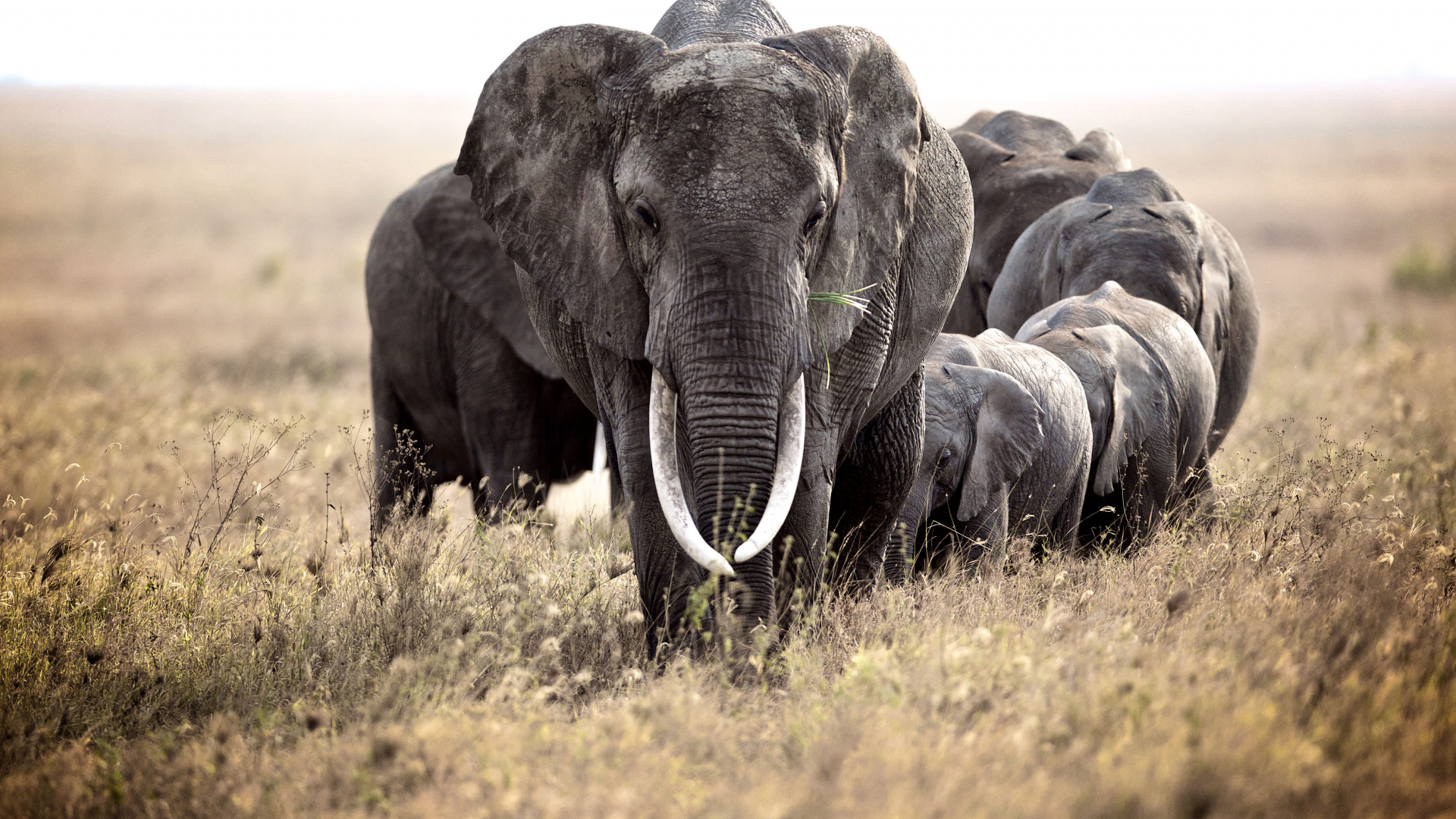 Group of Elephants on Green Grass Field During Daytime. Wallpaper in 1920x1080 Resolution