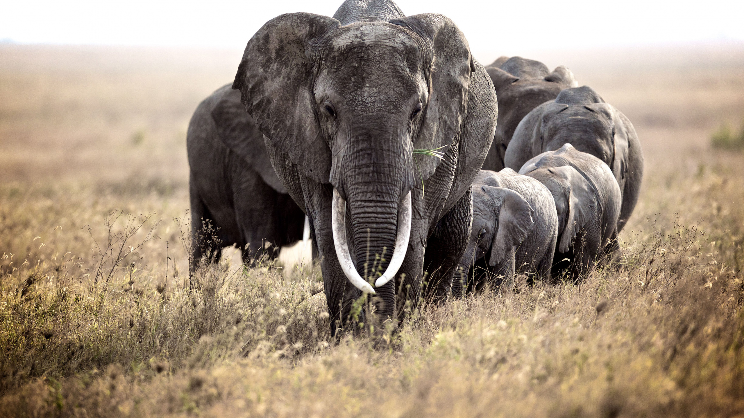 Group of Elephants on Green Grass Field During Daytime. Wallpaper in 2560x1440 Resolution