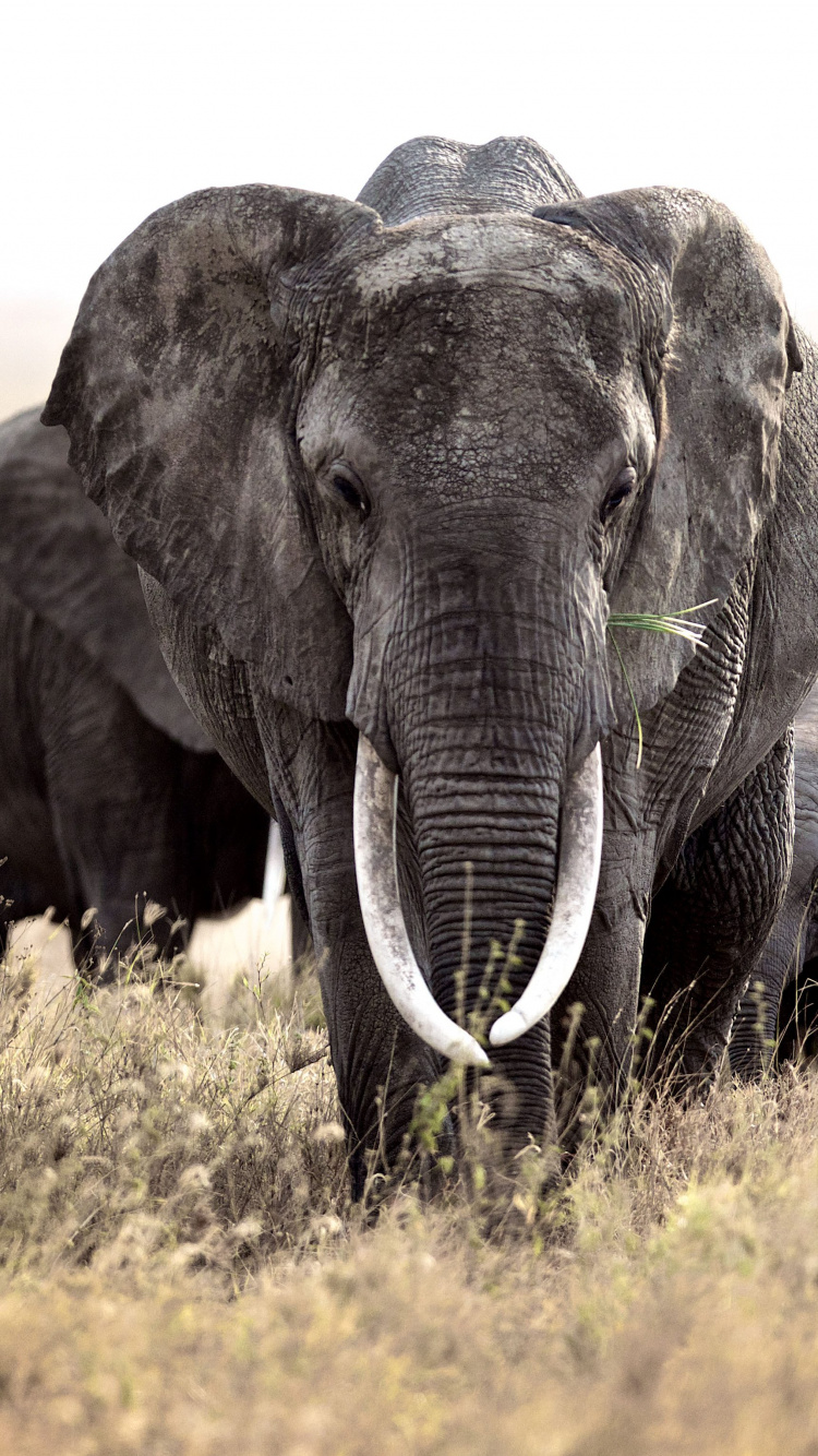 Group of Elephants on Green Grass Field During Daytime. Wallpaper in 750x1334 Resolution