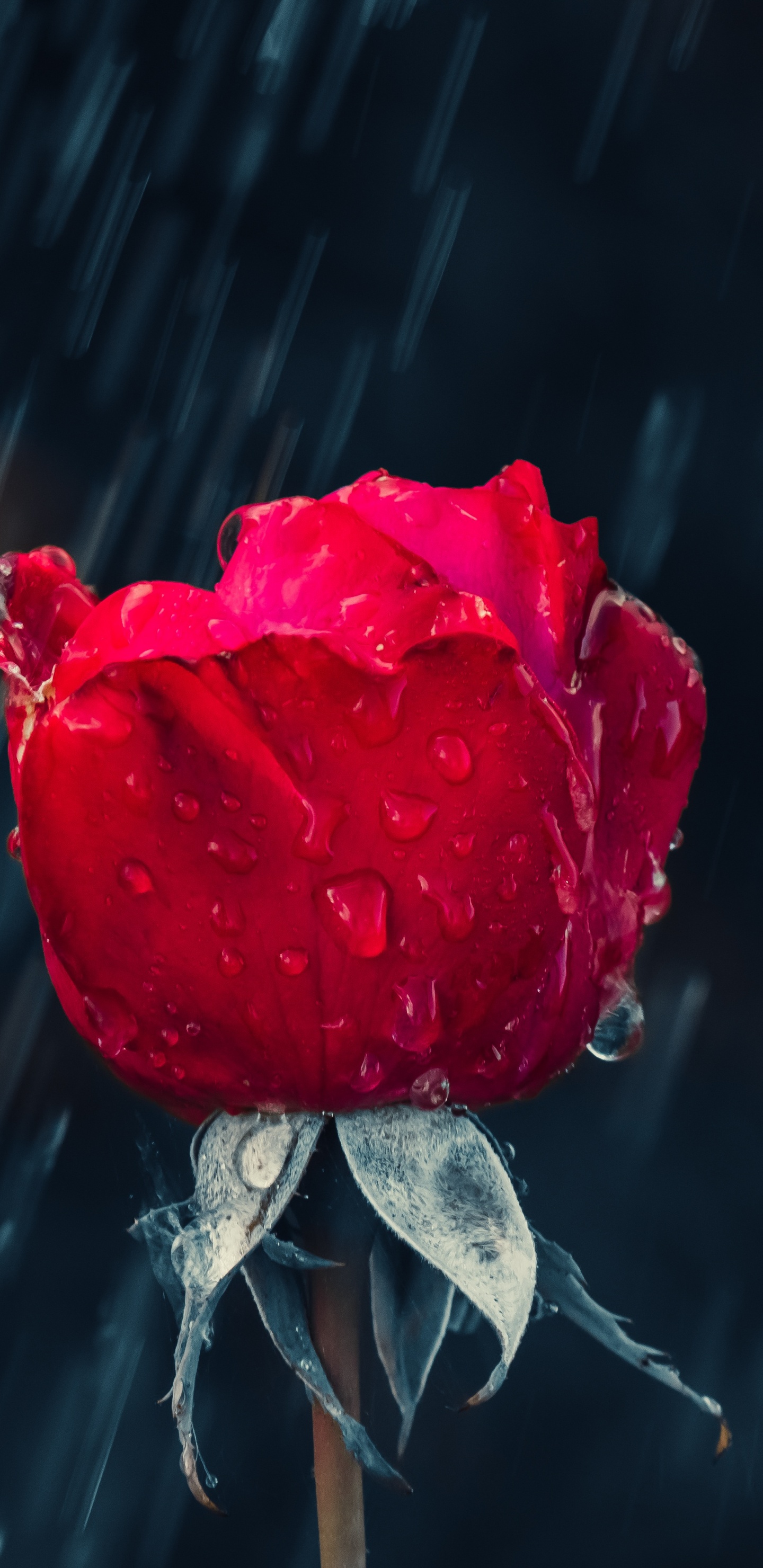 Rosa Roja en Fotografía de Cerca. Wallpaper in 1440x2960 Resolution