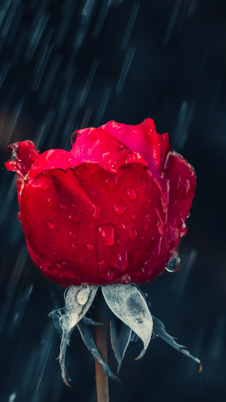 Rote Rose in Nahaufnahmen. Wallpaper in 750x1334 Resolution