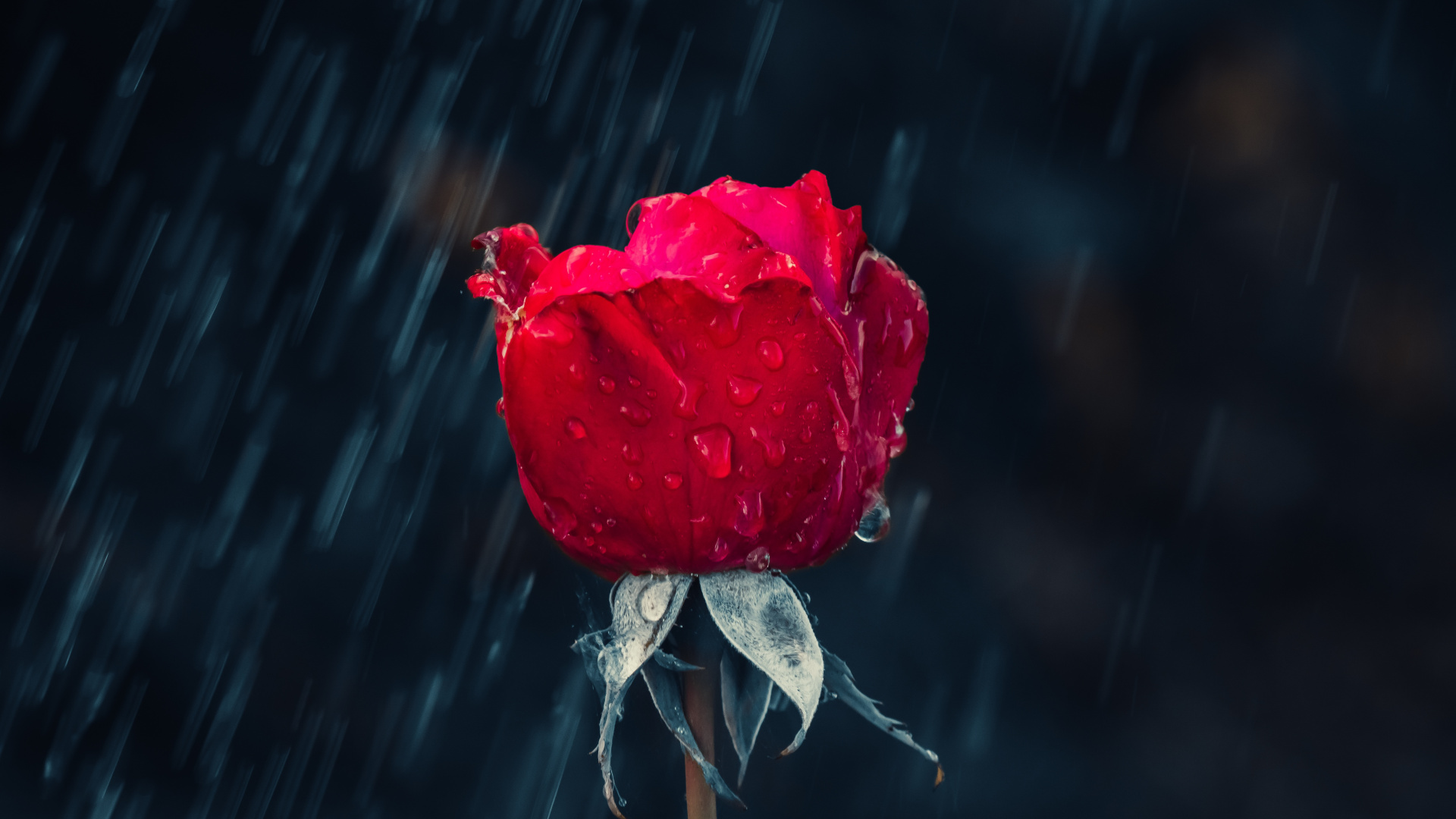 Red Rose in Close up Photography. Wallpaper in 1920x1080 Resolution