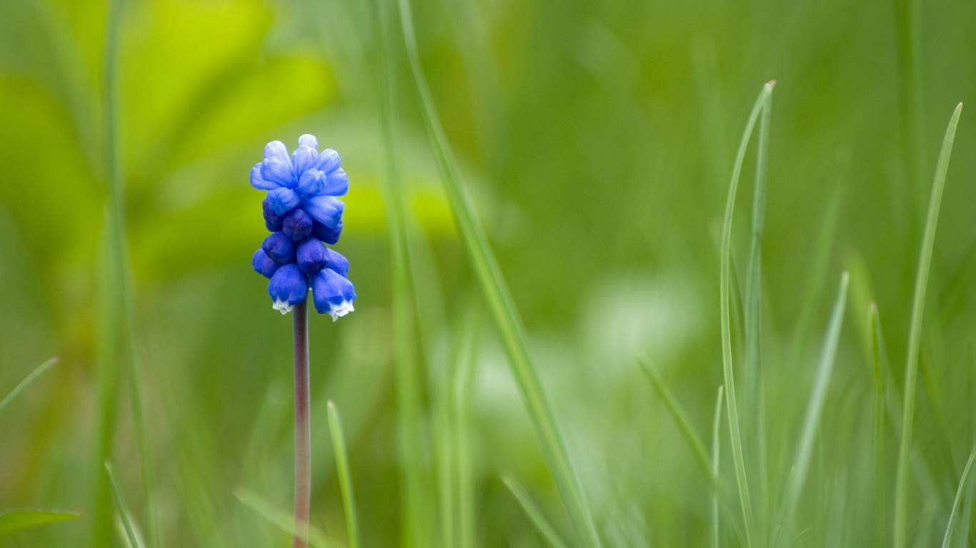 Blaue Blume in Tilt-Shift-Linse. Wallpaper in 1366x768 Resolution
