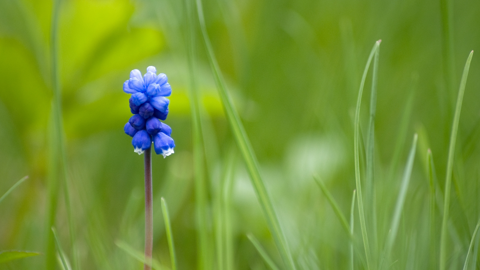 Blaue Blume in Tilt-Shift-Linse. Wallpaper in 1920x1080 Resolution