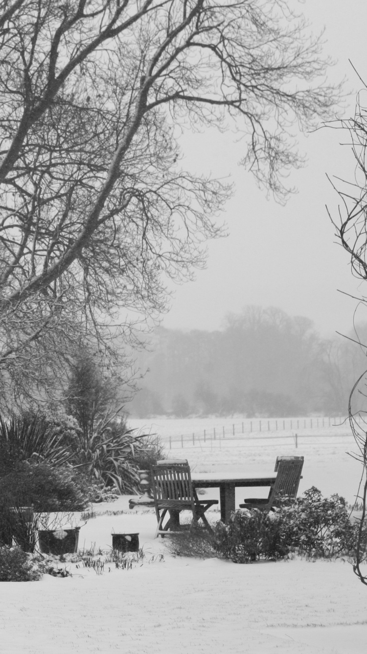 Bäume Auf Schneebedecktem Boden Tagsüber. Wallpaper in 750x1334 Resolution