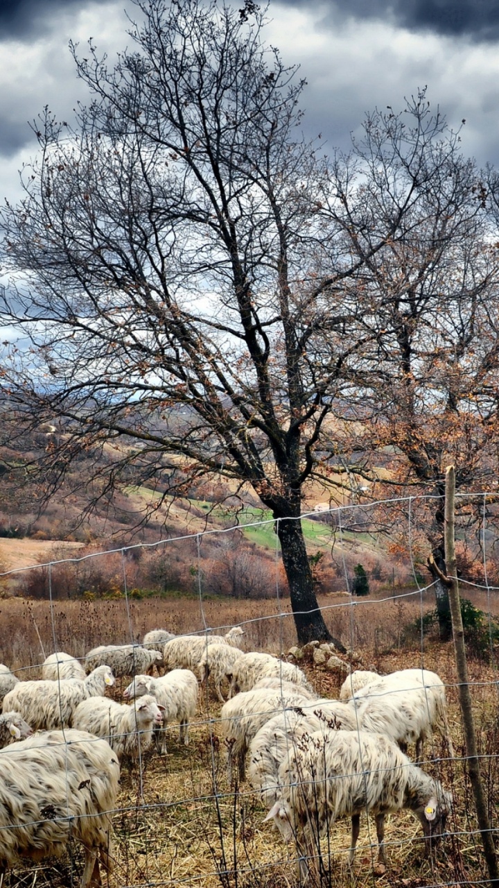Ovejas Blancas en el Campo de Hierba Verde Durante el Día. Wallpaper in 720x1280 Resolution