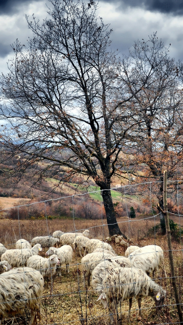 Ovejas Blancas en el Campo de Hierba Verde Durante el Día. Wallpaper in 750x1334 Resolution