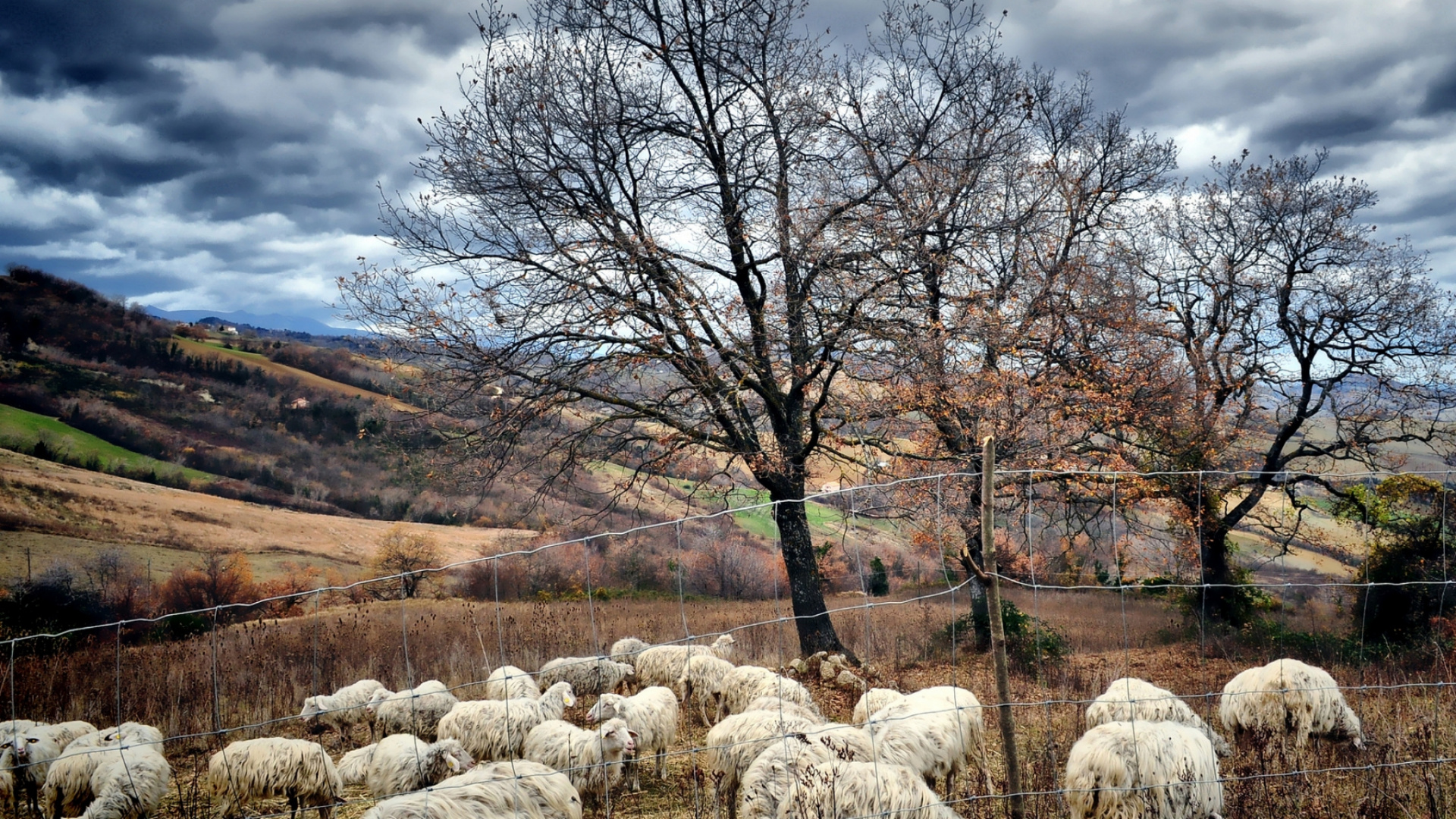 White Sheep on Green Grass Field During Daytime. Wallpaper in 1920x1080 Resolution